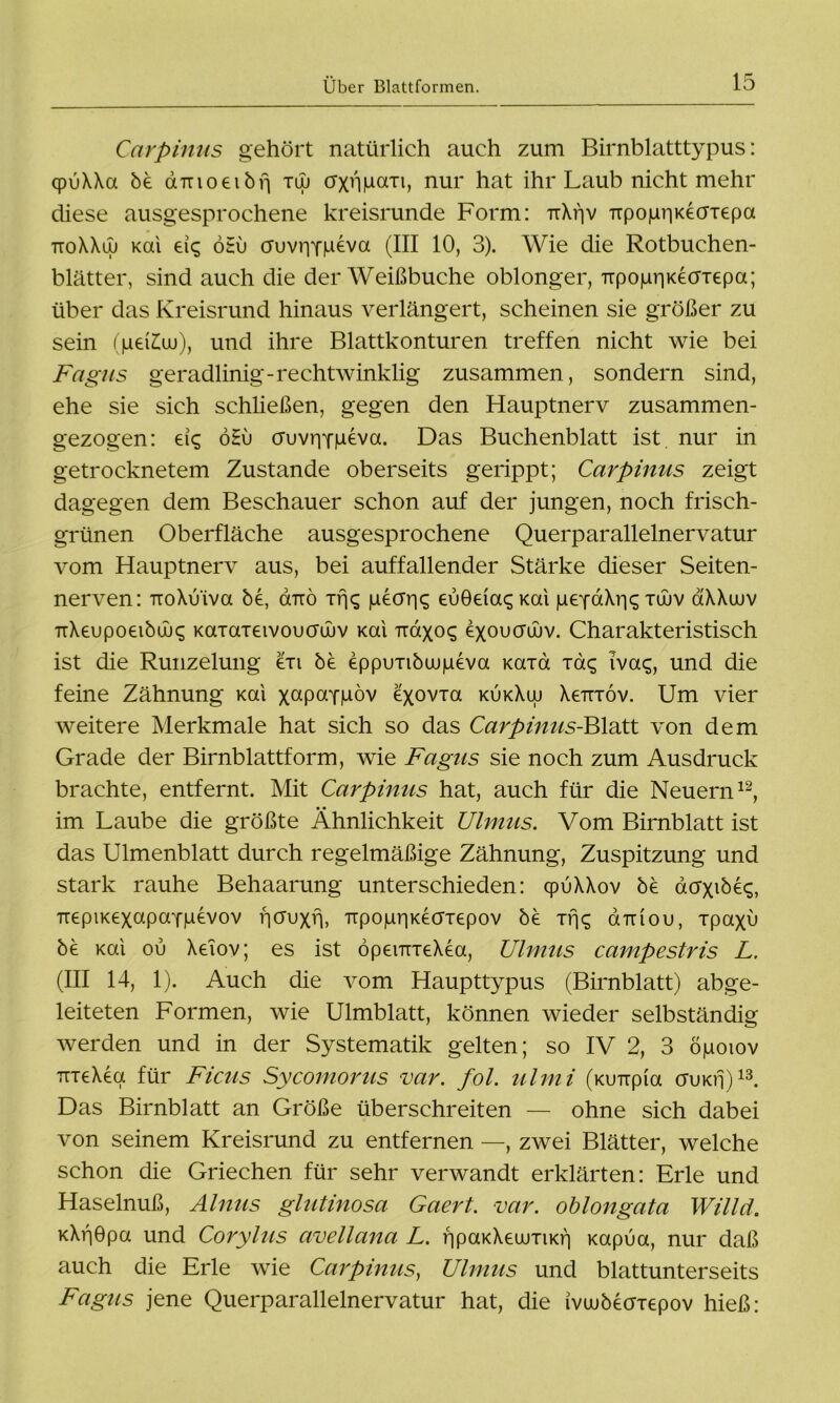 Carpinus gehört natürlich auch zum Birnblatttypus: qpuXXa be dnxioeibfj xw crxngaTi, nur hat ihr Laub nicht mehr diese ausgesprochene kreisrunde Form: 7iXf|v TTpopriKeaxepa ttoXXuj Kai öHu cruviiYP^va (III 10, 3). Wie die Rotbuchen- blätter, sind auch die der Weißbuche oblonger, TTpopriKeaxepa; über das Kreisrund hinaus verlängert, scheinen sie größer zu sein (geLuu), und ihre Blattkonturen treffen nicht wie bei Fagus geradlinig-rechtwinklig zusammen, sondern sind, ehe sie sich schließen, gegen den Hauptnerv zusammen- gezogen: eis öHu cruviiYpeva. Das Buchenblatt ist nur in getrocknetem Zustande oberseits gerippt; Carpinus zeigt dagegen dem Beschauer schon auf der jungen, noch frisch- grünen Oberfläche ausgesprochene Querparallelnervatur vom Hauptnerv aus, bei auffallender Stärke dieser Seiten- nerven: TToXüiva be, ouro xrjc; pecrriq euöeia^Kai geydiXris xwv aXXuuv TrXeupoeibüuq Kaxaxeivouawv Kai Tiaxoc; exoucrüuv. Charakteristisch ist die Runzelung exi be eppuTibuipeva Kaxa xag iva$, und die feine Zähnung Kai x^P^YPov exovxa kijkXuj Xetixov. Um vier weitere Merkmale hat sich so das Carpinus-Blatt von dem Grade der Birnblattform, wie Fagus sie noch zum Ausdruck brachte, entfernt. Mit Carpinus hat, auch für die Neuern12, im Laube die größte Ähnlichkeit Ulmus. Vom Birnblatt ist das Ulmenblatt durch regelmäßige Zähnung, Zuspitzung und stark rauhe Behaarung unterschieden: cpuXXov be acrxibe^, TrepiKexapaYpevov fitfuxh, TrpopriKecrxepov be xrjq airiou, xpaxu be Kai ou XeTov; es ist bpemxeXea, Ulmus campestris L. (III 14, 1). Auch die vom Haupttypus (Birnblatt) abge- leiteten Formen, wie Ulmblatt, können wieder selbständig werden und in der Systematik gelten; so IV 2, 3 ögoiov uxeXea für Ficus Sycomorus var. fol. ulmi (Ku-npia cruKfj)13. Das Birnblatt an Größe überschreiten — ohne sich dabei von seinem Kreisrund zu entfernen —, zwei Blätter, welche schon die Griechen für sehr verwandt erklärten: Erle und Haselnuß, Ainus glutinosa Gaert. -var. oblongata Willd. KXfiÖpa und Corylus avellana L. rjpaKXewxiKr) Kapua, nur daß auch die Erle wie Carpinus, Ulmus und blattunterseits Fagus jene Querparallelnervatur hat, die ivwbecxxepov hieß: