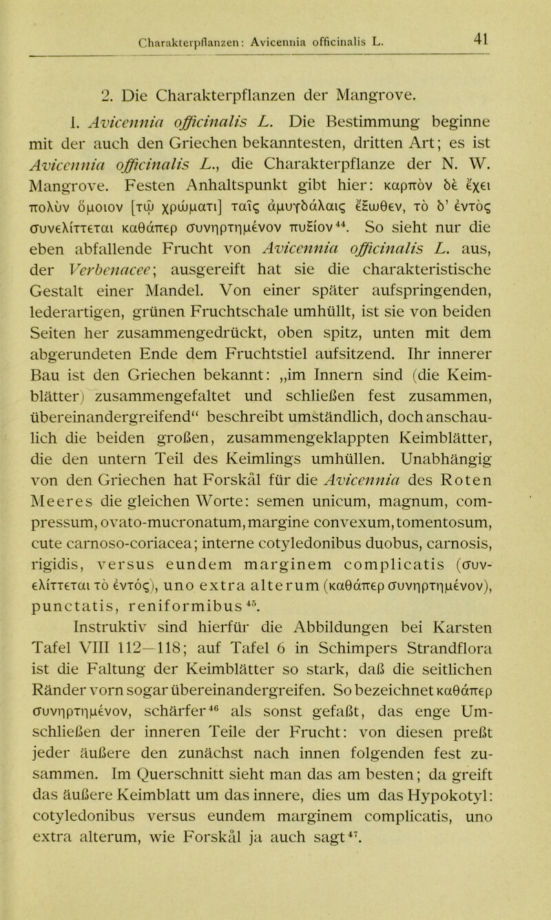 2. Die Charakterpflanzen der Mangrove. 1. Avicennia officinalis L. Die Bestimmung beginne mit der auch den Griechen bekanntesten, dritten Art; es ist Avicennia officinalis L., die Charakterpflanze der N. W. Mangrove. Festen Anhaltspunkt gibt hier: mpiröv öe exei ttoXuv öpoiov [tuj xpwpan] touc; djuuybaXaiq eHuuGev, tö 6’ evxöc; auveXiTTeiai KaÖaTiep auvripTruuevov ttuHiov44. So sieht nur die eben abfallende Frucht von Avicennia officinalis L. aus, der Verbenacee; ausgereift hat sie die charakteristische Gestalt einer Mandel. Von einer später aufspringenden, lederartigen, grünen Fruchtschale umhüllt, ist sie von beiden Seiten her zusammengedrückt, oben spitz, unten mit dem abgerundeten Ende dem Fruchtstiel auf sitzend. Ihr innerer Bau ist den Griechen bekannt: „im Innern sind (die Keim- blätter) zusammengefaltet und schließen fest zusammen, übereinandergreifend“ beschreibt umständlich, doch anschau- lich die beiden großen, zusammengeklappten Keimblätter, die den untern Teil des Keimlings umhüllen. Unabhängig von den Griechen hat Forskäl für die Avicennia des Roten Meeres die gleichen Worte: semen unicum, magnum, com- pressum, ovato-mucronatum,margine convexum,tomentosum, cute carnoso-coriacea; interne cot}dedonibus duobus, carnosis, rigidis, versus eundem marginem complicatis (cruv- eXiTTeiai tö evxöc;), uno extra alte rum (KaGoorep cruvripiripevov), punctatis, reniformibus 45. Instruktiv sind hierfür die Abbildungen bei Karsten Tafel VIII 112—118; auf Tafel 6 in Schimpers Strandflora ist die Faltung der Keimblätter so stark, daß die seitlichen Ränder vorn sogar tibereinandergreifen. So bezeichnet KaGorrep auvripirifievov, schärfer46 als sonst gefaßt, das enge Um- schließen der inneren Teile der Frucht: von diesen preßt jeder äußere den zunächst nach innen folgenden fest zu- sammen. Im Querschnitt sieht man das am besten; da greift das äußere Keimblatt um das innere, dies um das Hypokotyl: cotyledonibus versus eundem marginem complicatis, uno extra alterum, wie Forskäl ja auch sagt47.