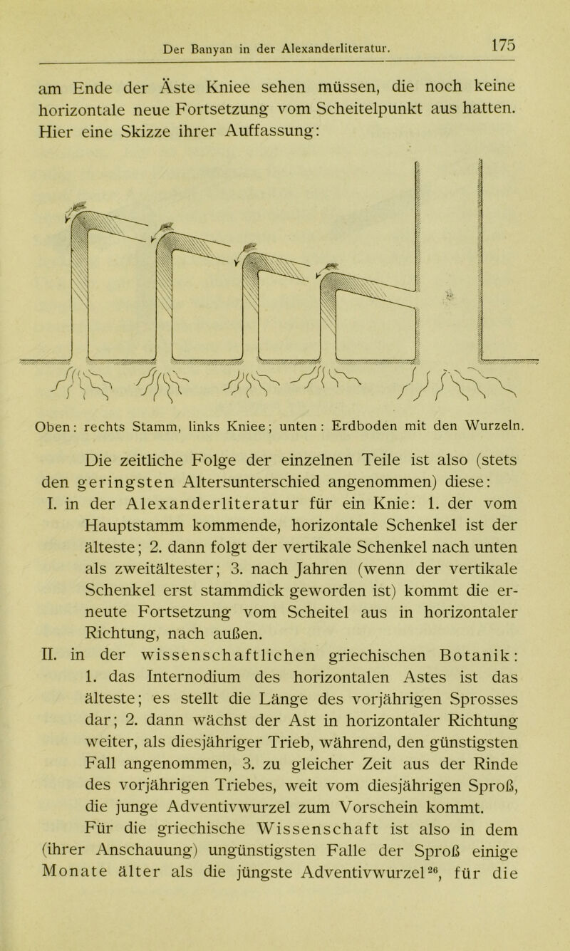 am Ende der Äste Kniee sehen müssen, die noch keine horizontale neue Fortsetzung vom Scheitelpunkt aus hatten. Hier eine Skizze ihrer Auffassung: Oben: rechts Stamm, links Kniee; unten: Erdboden mit den Wurzeln. Die zeitliche Folge der einzelnen Teile ist also (stets den geringsten Altersunterschied angenommen) diese: I. in der Alexanderliteratur für ein Knie: 1. der vom Hauptstamm kommende, horizontale Schenkel ist der älteste; 2. dann folgt der vertikale Schenkel nach unten als Zweitältester; 3. nach Jahren (wenn der vertikale Schenkel erst stammdick geworden ist) kommt die er- neute Fortsetzung vom Scheitel aus in horizontaler Richtung, nach außen. II. in der wissenschaftlichen griechischen Botanik: 1. das Internodium des horizontalen Astes ist das älteste; es stellt die Länge des vorjährigen Sprosses dar; 2. dann wächst der Ast in horizontaler Richtung weiter, als diesjähriger Trieb, während, den günstigsten Fall angenommen, 3. zu gleicher Zeit aus der Rinde des vorjährigen Triebes, weit vom diesjährigen Sproß, die junge Adventivwurzel zum Vorschein kommt. Für die griechische Wissenschaft ist also in dem (ihrer Anschauung) ungünstigsten Falle der Sproß einige Monate älter als die jüngste Adventivwurzel2e, für die