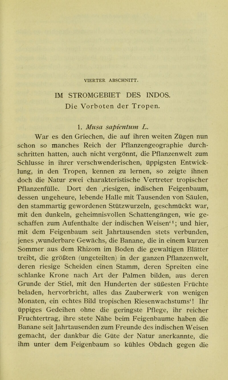 VIERTER ABSCHNITT. IM STROMGEBIET DES INDOS. Die Vorboten der Tropen. 1. Mnsa sapientum L. War es den Griechen, die auf ihren weiten Zügen nun schon so manches Reich der Pflanzengeographie durch- schritten hatten, auch nicht vergönnt, die Pflanzenwelt zum Schlüsse in ihrer verschwenderischen, üppigsten Entwick- lung, in den Tropen, kennen zu lernen, so zeigte ihnen doch die Natur zwei charakteristische Vertreter tropischer Pflanzenfülle. Dort den ,riesigen, indischen Feigenbaum, dessen ungeheure, lebende Halle mit Tausenden von Säulen, den stammartig gewordenen Stützwurzeln, geschmückt war, mit den dunkeln, geheimnisvollen Schattengängen, wie ge- schaffen zum Aufenthalte der indischen Weisen'1; und hier, mit dem Feigenbaum seit Jahrtausenden stets verbunden, jenes ,wunderbare Gewächs, die Banane, die in einem kurzen Sommer aus dem Rhizom im Boden die gewaltigen Blätter treibt, die größten (ungeteilten) in der ganzen Pflanzenwelt, deren riesige Scheiden einen Stamm, deren Spreiten eine schlanke Krone nach Art der Palmen bilden, aus deren Grunde der Stiel, mit den Hunderten der süßesten Früchte beladen, hervorbricht, alles das Zauberwerk von wenigen Monaten, ein echtes Bild tropischen Riesenwachstums'! Ihr üppiges Gedeihen ohne die geringste Pflege, ihr reicher Fruchtertrag, ihre stete Nähe beim Feigenbäume haben die Banane seit Jahrtausenden zum Freunde des indischen Weisen gemacht, der dankbar die Güte der Natur anerkannte, die ihm unter dem Feigenbaum so kühles Obdach gegen die