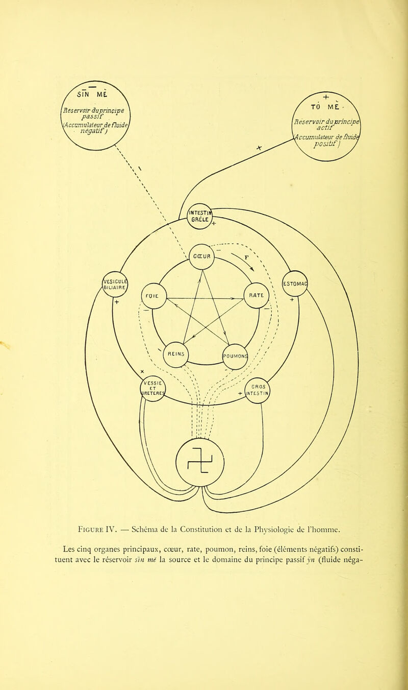Figure IV. — Schéma de la Constitution et de la Physiologie de l’homme. Les cinq organes principaux, cœur, rate, poumon, reins, foie (éléments négatifs) consti- tuent avec le réservoir sïn mè la source et le domaine du principe passif ÿn (fluide néga-