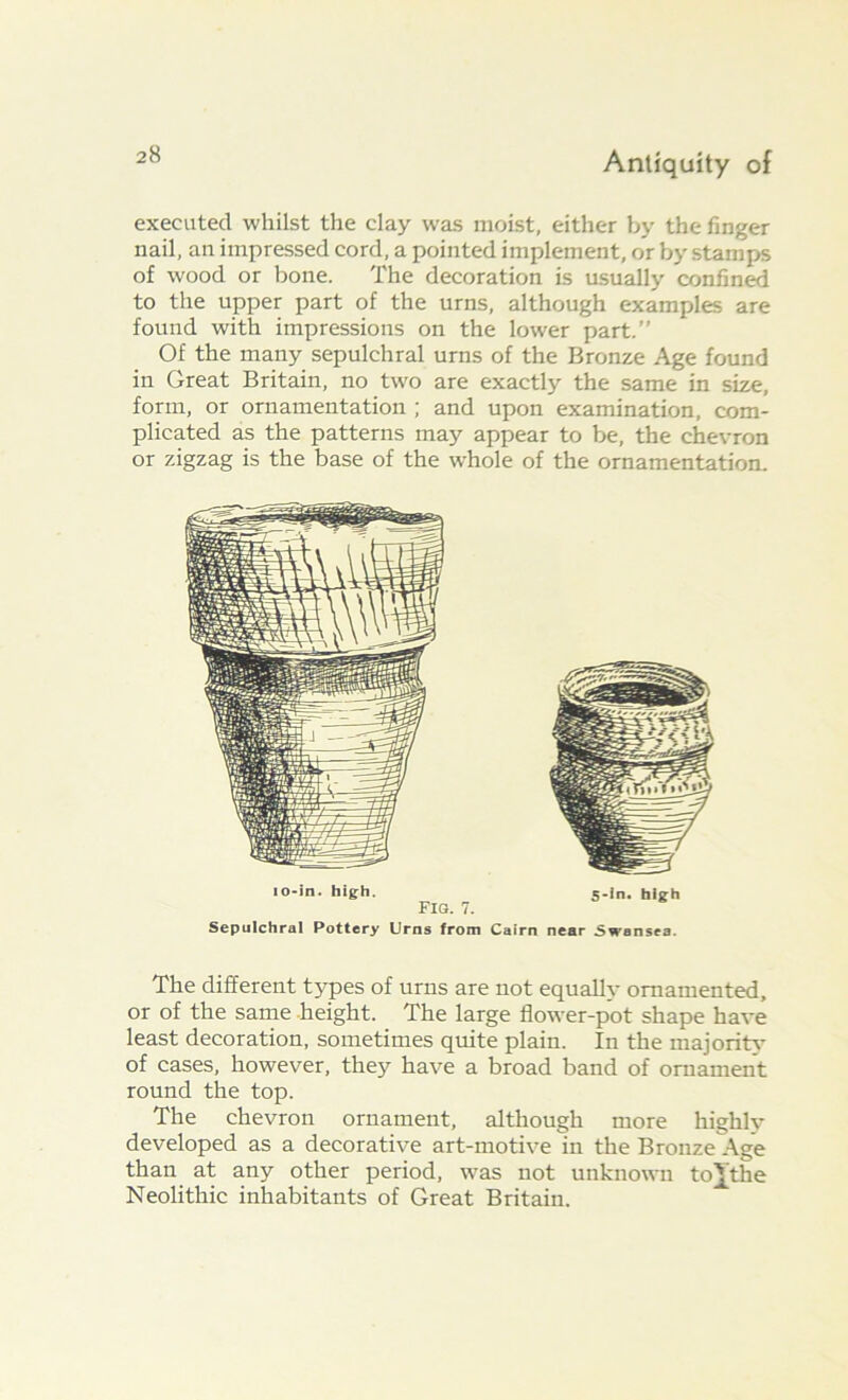 executed whilst the clay was moist, either by the finger nail, an impressed cord, a pointed implement, or by stamps of wood or bone. The decoration is usually confined to the upper part of the urns, although examples are found with impressions on the lower part.” Of the many sepulchral urns of the Bronze Age found in Great Britain, no two are exactly the same in size, form, or ornamentation ; and upon examination, com- plicated as the patterns may appear to be, the chevron or zigzag is the base of the whole of the ornamentation. io-in. high. s.i„. high Fig. 7. Sepulchral Pottery Urns from Cairn near Swansea. The different types of urns are not equally ornamented, or of the same height. The large flower-pot shape have least decoration, sometimes quite plain. In the majority of cases, however, they have a broad band of ornament round the top. The chevron ornament, although more highly developed as a decorative art-motive in the Bronze Age than at any other period, was not unknown to][the Neolithic inhabitants of Great Britain