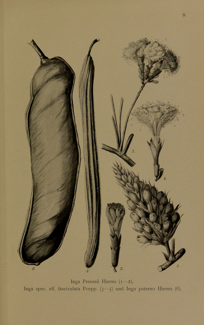 8 Inga Preussii Harms (i—2), Inga spec. aff. fasciculata Poepp. (3—5) und Inga paterno Harms (6).