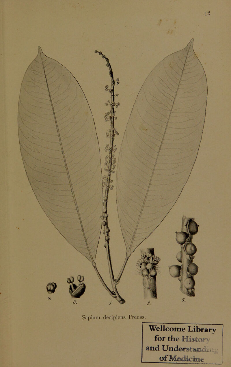 12 Sapium decipiens Preuss. Wellcome Library j for the Histor* and Understand^ of Medicine