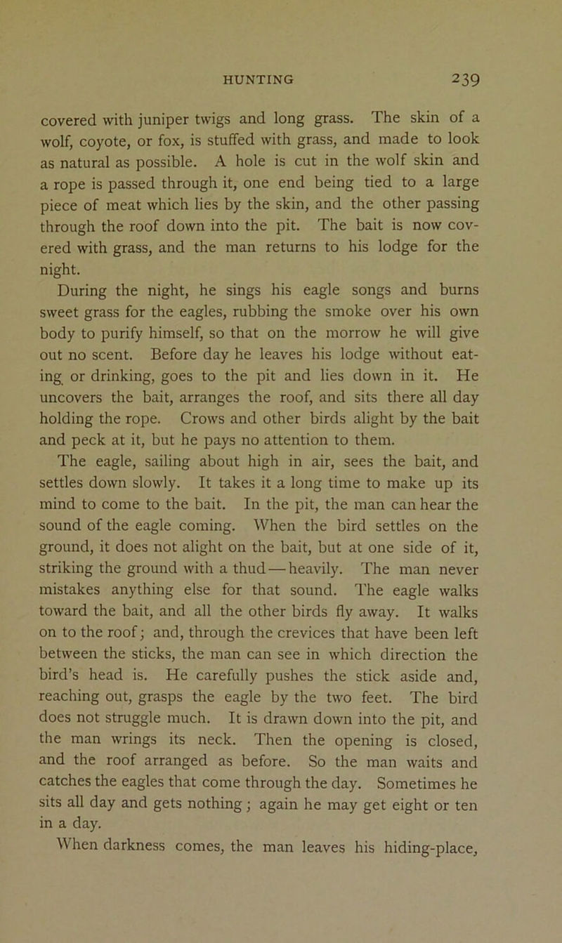 covered mth juniper twigs and long grass. The skin of a wolf, coyote, or fox, is stuffed with grass, and made to look as natural as possible. A hole is cut in the wolf skin and a rope is passed through it, one end being tied to a large piece of meat which lies by the skin, and the other passing through the roof down into the pit. The bait is now cov- ered with grass, and the man returns to his lodge for the night. During the night, he sings his eagle songs and burns sweet grass for the eagles, rubbing the smoke over his own body to purify himself, so that on the morrow he will give out no scent. Before day he leaves his lodge without eat- ing or drinking, goes to the pit and lies down in it. He uncovers the bait, arranges the roof, and sits there all day holding the rope. Crows and other birds alight by the bait and peck at it, but he pays no attention to them. The eagle, sailing about high in air, sees the bait, and settles down slowly. It takes it a long time to make up its mind to come to the bait. In the pit, the man can hear the sound of the eagle coming. When the bird settles on the ground, it does not alight on the bait, but at one side of it, striking the ground with a thud—heavily. The man never mistakes anything else for that sound. The eagle walks toward the bait, and all the other birds fly away. It walks on to the roof; and, through the crevices that have been left between the sticks, the man can see in which direction the bird’s head is. He carefully pushes the stick aside and, reaching out, grasps the eagle by the two feet. The bird does not struggle much. It is drawn down into the pit, and the man wrings its neck. Then the opening is closed, and the roof arranged as before. So the man waits and catches the eagles that come through the day. Sometimes he sits all day and gets nothing; again he may get eight or ten in a day. When darkness comes, the man leaves his hiding-place.