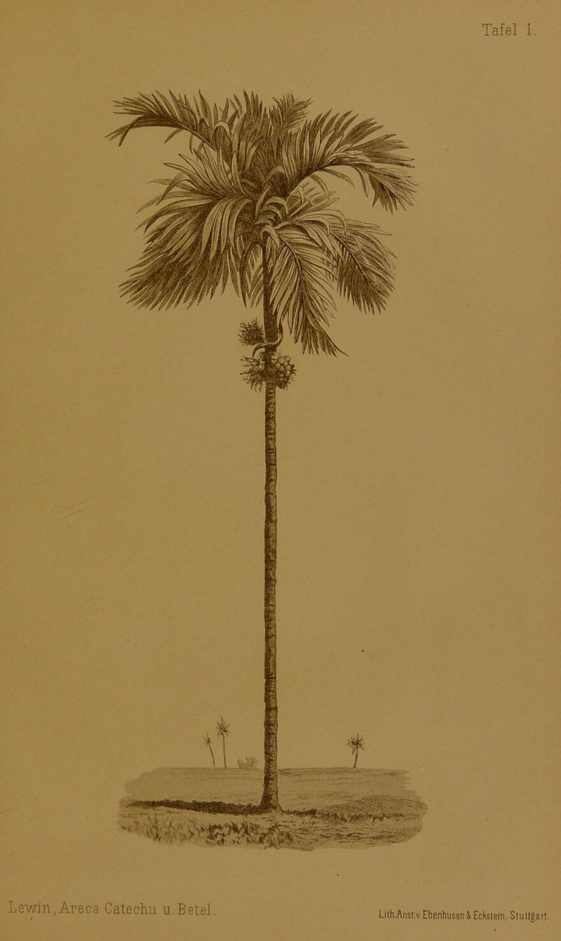 Lewin; Areca Catechu u.Betel Lilh.Anst.v. Ebenhusen & Eckstein, Stuttgart.