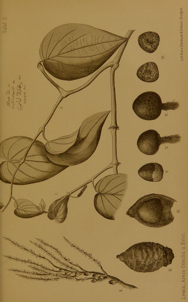 Lewin,Areca Catechu U. Betel. ' ülh.An«t.v.Ebenhusen & Eckstein. Stüt.garr.