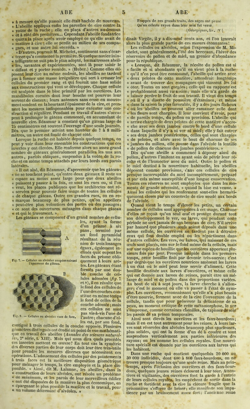 n à mesure qu’elle passait elle était hachée de nouveau. <! L’abeille appliqua enfin les parcelles de cire contre la « voûte de la ruche ; elle en plaça d’autres au-dessous <( et à côté des premières... Cependant l’abeille fondatrice « quitta la place après avoir employé ce qu’elle avait de « matière à cire ; elle se perdit au milieu de ses compa- « gnes, et une autre lui succéda. » «D’autres, poursuit M. Michelet, continuent sans s’écar- « terce qu’a commencé la première. Si quelque novice inin- « telligente ne suit pas le plan adopté, les maîtresses abeil- « les, savantes et expérimentées, sont là pour saisir le « défaut et y porter remède. » (Huber.) Comme elles dé- posent leur cire au môme endroit, les abeilles ne tardent pas à former une masse irrégulière qui sert à creuser les cellules du premier rang et qui fournit une base solide aux constructions qui vont se développer. Chaque cellule est sculptée dans le bloc primitif par les ouvrières. Les mandibules cornées dont leur bouche est pourvue leur servent de ciseaux; leurs antennes sans cesse en mouve- ment sondent en la heurtant l’épaisseur de la cire, et pren- nent les mesures indispensables pour exécuter une con- struction si régulière. Pendant ce travail d’autres s’occu- pent à prolonger le gâteau commencé, en accumulant de nouvelle cire. Réaumur a constaté qu’un gâteau large de 25 centimètres est souvent l’ouvrage d’une seule journée. Dès que le premier atteint une hauteur de 7 à 8 milli- mètres, un autre est fondé de chaque côté. Lorsque la ruche est habitée depuis quelque temps, on peut y voir dans leur ensemble les constructions que ces insectes y ont élevées. Elle renferme alors un assez grand nombre de gâteaux généralement parallèles les uns aux autres, parfois obliques, suspendus à la voûte de la ru- che et en môme temps attachés par leurs bords aux parois latérales. (( Il est aisé, dit Réaumur, d’apercevoir que les gâteaux (( ne se touchent point, qu’entre deux gâteaux il reste un « espace au moins assez large pour que deux abeilles « puissent y passer à la fois, ce sont les rues ou, si l’on « veut, les places publiques que les architectes ont ré- <( servées pour pouvoir faire usage de toutes les cellules « de chaque gâteau. Outre ces grandes rues, on en re- « marque beaucoup de plus petites, qu’on appellera « peut-être plus volontiers des portes ou des passages; <( ce sont des ouvertures ménagées dans chaque gâteau « et qui le traversent. » Les gâteaux se composent d’un grand nombre de cellu- les, ayant la forme d’un prisme à six pans, terminé par un fond pyramidal résultant de la réu- nion de trois losanges égaux, également in- clinés quic oupent les faces du prisme obli- quement à leurs arê- tes. Les gâteaux étant formés par une dou- ble couche de cel- lules adossées {fig.l et H), il en résulte que le fond des cellules de l’une des couches con- stitue en môme temps le fond de celles de la couche adossée ; mais ces cellules ne sont pas vis-à-vis l’une de l’autre ; chacune d’el- . „ . les est, par son fond, contiguë à trois cellules de la couche opposée. Plusieurs géomètres distingués ont étudié au point de vue mathémati- que ce travail des abeilles {Annales des sciences naturel- les^ 2® série, t. XIII). Mais qui nous dira quels procédés ces insectes mettent en œuvre? En tout cas la symétrie des diverses parties de leur corps doit leur être très-utile pour prendre les mesures diverses que nécessitent ces opérations. L’adossement des cellules par des pointements à trois faces est la meilleure disposition géométrique pour ménager le temps, la cire employée et la place dis- ponible. « Ainsi, dit M. Lalanne, les abeilles, dans la « construction de leurs alvéoles, ont résolu un problème « de minimum^ et les parois de leur merveilleux édifice « ont été disposées de la manière la plus économique, en « épargnant le plus possible la matière et le travail, pour « un volume déterminé d’alvéoles. » Frappés de ces grands traits, des sages ont pensé Qu’un céleste rayon dans leur sein fut versé. {Géorgîques, liv. iV ) disait Virgile, il y a dix-neuf cents ans, et l’on ignorait alors la plus grande partie de ces mœurs étonnantes ! Les cellules ou alvéoles, selon l’expression de M. Mi- chelet, sont généralement, l’été des berceaux, l’hiver des réservoirs de pollen et de miel, un grenier d’abondance pour la république. « Lorsque, dit Réaumur, la récolte du pollen est si « facile et si abondante qu’il en vient plus à la ruche « qu’il n’en peut être consommé, l’abeille qui arrive avec (( deux pelotes de cette matière, attendrait longtemps « avant de trouver des compagnes qui vinssent les lui « ôter. Toutes en sont gorgées ; celle qui en rapporte est « probablement aussi raf^s.isiée; mais elle n’a garde de « laisser perdre le fruit de son travail. Il vient des temps « où il y a disette de poussière d’étamines, et môme « dans la saison la plus favorable, il y a des jours fâcheux « où les abeilles ne peuvent aller ramasser celle dont « les fleurs sont chargées. Il leur convient d’avoir, pour « de pareils temps, du pollen en provision. L’abeille qui « arrive chargée de deux pelotes de cette matière s’accro- « che avec ses deux jambes contre le bord d’une cellule « dans laquelle il n’y a ni ver ni miel ; elle y fait entrer « ses deux jambes postérieures, celles qui sont chargées « de pelotes, et alors avec le bout de chacune de ses « jambes du milieu, elle pousse dans l’alvéole la lentille « de pollen de chacune des jambes postérieures. » Dès qu’une abeille a commencé à déposer ainsi du pollen, d’autres l’imitent en ayant soin de pétrir leur ré- colte et de l’humecter avec du miel. Outre le pollen et le miel destiné à la nourriture habituelle, les abeilles déposent comme provisions, dans ces cellules de cire presque incorruptible du miel incomplètement, préparé et par cela môme susceptible d’une longue conservation. Toutes ces réserves ne sont employées que dans les mo- ments de grande nécessité, « quand la bise est venue. » Aussi les cellules qui les renferment sont-elles herméti- quement closes par un couvercle de cire soudé aux bords de l’alvéole. Quand vient le temps d’élever les petits, un certain nombre de cellules sont appropriées à cet usage. Chacune d’elles ne reçoit qu’un seul œuf et protège durant tout son développement le ver, ou larve, qui pendant cette période ne sort jamais de son berceau de cire. S’il arrive par hasard que plusieurs œufs soient déposés dans une môme cellule, les ouvrières ne tardent pas à détruire ceux qui font double emploi ou les répartissent dans d’autres cellules. Les vers, ou larves, qui naissent de ces œufs sont placés, non sur le fond môme de la cellule, mais sur une espèce de bouillie que les ouvrières apportent plu- sieurs fois par jour. Presque insipide dans les premiers temps, cette bouillie finit par devenir très-sucrée; c’est par degrés que les ouvrières nourrices amènent les larves à un état où le miel peut leur servir d’aliment. Cette bouillie destinée aux larves d’ouvrières, et même celle qui est donnée aux larves de reines, paraît être un mé- lange de miel et de pollen dans des proportions variées. Au bout de six à sept jours, la larve cherche à s’allon- ger; c’est le moment où elle va passer à l’état de nym- phe. Les ouvrières, reconnaissant qu’elle n’a plus besoin d’être nourrie, ferment avec de la cire l’ouverture de la cellule, tandis que pour préserver la délicatesse de sa peau, au moment critique de cette métamorphose, le ver s’empresse, comme certaines chenilles, de tapisser de soie les parois de sa prison temporaire. Ainsi sont élevés les ouvrières et les faux-bourdons; mais il en est tout autrement pour les reines. A leurs lar- ves sont réservées des alvéoles beaucoup plus spacieuses, plus solides, qui ont la forme d’un dé à coudre et sont suspendues verticalement aux parties inférieures des rayons; on les nomme les cellules royales. Une nourri- ture spéciale est donnée par les ouvrières aux larves qui les habitent. Dans une ruche qui contient quelquefois 20 000 ou 30 000 individus, dont 600 à 800 faux-bourdons, on ne trouve presque toujours qu’une seule reine. Mais au prin- temps, après l’éclosion des ouvrières et des faux-bour- dons, quelques jeunes reines éclosent à leur tour. Atten- . tives et vigilantes, des ouvrières font la garde à l’entrée ! de leurs cellules royales, les empêchent de sortir dans la . ruche et fortifient avec la cire la clôture fragile que la ; prisonnière s’efforce de briser; elle manifeste son impa- 1 tience par un bruissement assez fort; l’ancienne reine A Fig. 7. — Cellules ou alvéoles coupées suivant l'épaisseur du gâteau. Fig. 8. — Cellules ou alvéoles vues de face.