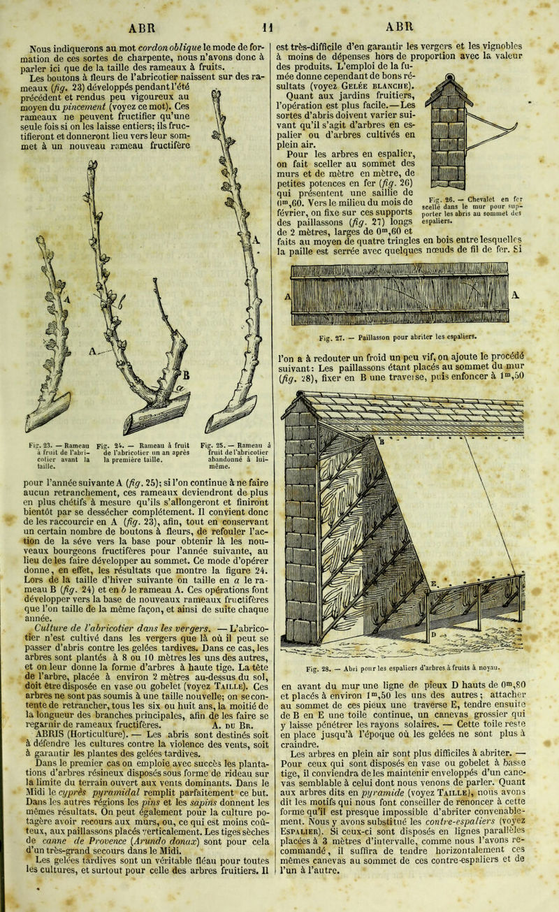 Nous indiquerons au mot cordon oblique le mode de for- mation de ces sortes de charpente, nous n’avons donc à parler ici que de la taille des rameaux à fruits. Les boutons à fleurs de l’abricotier naissent sur des ra- meaux {fig. 23) développés pendant l’été précédent et rendus peu vigoureux au moyQn Au pincement (voyez ce mot). Ces rameaux ne peuvent fructifier qu’une seule fois si on les laisse entiers; ils fruc- tifieront et donneront lieu vers leur som- met à un nouveau rameau fructifère FiiT. 23. — Rameau à fruit de l’abri- cotier avant la taille. Fig. 24. — Rameau à fruit de l’abricotier un an après la première taille. Fig. 25. — Rameau à fruit de l’abricotier abandonné à lui- même. pour l’année suivante A [fig. 25); si l’on continue Ane faire aucun retranchement, ces rameaux deviendront de plus en plus chétifs à mesure qu’ils s’allongeront et finiront bientôt par se dessécher complètement. Il convient donc de les raccourcir en A {fig. 23), afin, tout en conservant un certain nombre de boutons à fleurs, de refouler l’ac- tion de la sève vers la base pour obtenir là les nou- veaux bourgeons fructifères pour l’année suivante, au lieu de les faire développer au sommet. Ce mode d’opérer donne, en effet, les résultats que montre la figure 24. Lors de la taille d’hiver suivante on taille en a le ra- meau B {fig. 24) et en b le rameau A. Ces opérations font développer vers la base de nouveaux rameaux fructifères que l’on taille de la même façon, et ainsi de suite chaque année. Culture de Vabricotier dans les vergers. — L’abrico- tier n’est cultivé dans les vergers que là où il peut se passer d’abris contre les gelées tardives. Dans ce cas, les arbres sont plantés à 8 ou 10 mètres les uns des autres, et on leur donne la forme d’arbres à haute tige. La tête de l’arbre, placée à environ 2 mètres au-dessus du sol, doit être disposée en vase ou gobelet (voyez Taille). Ces arbres ne sont pas soumis à une taille nouvelle; on se con- tente de retrancher, tous les six ou huit ans, la moitié de la longueur des branches principales, afin de les faire se regarnir de rameaux fructifères. A. du Br. ABRIS (Horticulture). — Les abris sont destinés soit à défendre les cultures contre la violence des vents, soit à garantir les plantes des gelées tardives. Dans le premier cas on emploie avec succès les planta- tions d’arbres résineux disposés sous forme de rideau sur la limite du terrain ouvert aux vents dominants. Dans le Midi le cyprès pyramidal remplit parfaitement ce but. Dans les autres régions les pins et les sapins donnent les mêmes résultats. On peut également pour la culture po- tagère avoir recours aux murs, ou, ce qui est moins coû- teux, aux paillassons placés verticalement. Les tiges sèches de canne de Provence {Arundo donax) sont pour cela d’un très-grand secours dans le Midi. Les gelées tardives sont un véritable fléau pour toutes les cultures, et surtout pour celle des arbres fruitiers. Il est très-difficile d’en garantir les vergers et les vignobles à moins de dépenses hors de proportion avec la valeur des produits. L’emploi de la fu- mée donne cependant de bons ré- sultats (voyez Gelée blanche). Quant aux jardins fruitiers, l’opération est plus facile.—Les sortes d’abris doivent varier sui- vant qu’il s’agit d’arbres en es- palier ou d’arbres cultivés en plein air. Pour les arbres en espalier, on fait sceller au sommet des murs et de mètre en mètre, de petites potences en fer {fig. 2G) qui présentent une saillie de 0“’,60. Vers le milieu du mois de février, on fixe sur ces supports des paillassons {fig. 27) longs de 2 mètres, larges de 0™,60 et faits au moyen de quatre tringles en bois entre lesquelles la paille est serrée avec quelques nœuds de fil de fer. Si Fig. 26. — Chevalet en fer scellé dans le mur pour sup- porter les abris au sommet des espaliers. Fig. 27. — Paillasson pour abriter les espaliers. l’on a à redouter un froid un peu vif, on ajoute le procédé suivant; Les paillassons étant placés au sommet du mur {fig. 28), fixer en B une traveise, puis enfoncer à 1“,50 Fig. 28. — Abri pour les espaliers d’arbres à fruits à noyau. en avant du mur une ligne de pieux D hauts de 0™,80 et placés à environ 1“,50 les uns des autres; attacher au sommet de ces pieux une traverse E, tendre ensuite de B en E une toile continue, un canevas grossier qui y laisse pénétrer les rayons solaires. — Cette toile reste en place jusqu’à l’époque où les gelées ne sont plus à craindre. Les arbres en plein air sont plus difficiles à abriter. — Pour ceux qui sont disposés en vase ou gobelet à basse tige, il conviendra de les maintenir enveloppés d’un cane- vas semblable à celui dont nous venons de parler. Quant aux arbres dits e.n pyramide (voyez Taille), nous avons dit les motifs qui nous font conseiller de renoncer à cette forme qu’il est presque impossible d’abriter convenable- ment. Nous y avons substitué les contre-espaliers (voyez Espalier). Si ceux-ci sont disposés en lignes parallèles placées à 3 mètres d’intervalle, comme nous l’avons re- commandé , il suffira de tendre horizontalement ces mêmes canevas au sommet de ces contre-espaliers et de l’un à l’autre.