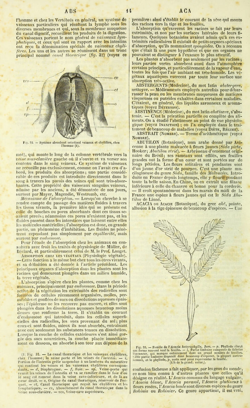 l’homme et chez les Vertébrés en général, un système de vaisseaux particuliers qui récoltent la lymphe sous les diverses membranes et qui, sous la membrane muqueuse du canal digestif, recueillent les produits de la digestion. Ces vaisseaux portent le nom général de vaisseaux lym- phatiques^ et ceux qui sont en rapport avec les intestins ont reçu la dénomination spéciale de vaisseaux chyli- fères. Les uns et les autres se réunissent dans un tronc principal nommé canal thoracique {fig. 32) (voyez ce Fig. 32. — Système absorbant intestinal veineux et chylifère, chez l'homme (1). mot), qui monte le long de la colonne vertébrale vers la veine sous-clavière gauche où il s’ouvre et va verser son contenu dans le sang veineux. Ce système de vaisseaux ne recueille pas exclusivement, comme on l’avait cru d’a- bord, les produits des absorptions ; une partie considé- rable de ces produits est introduite directement dans le sang à travers les parois des veines qui sont très-absor- bantes. Cette propriété des vaisseaux sanguins veineux, admise par les anciens, a été démontrée de nos jours, surtout par Mayer, Magendie, Westrumb, etc. Mécanisme de l’absorption. — Lorsqu’on cherche à se rendre compte du passage des matières fluides à travers les tissus vivants, la première idée qui se présente est celle de bouches ou pores absorbants dont ces tissus se- raient percés ; néanmoins ces pores n’existent pas, et les f! aides passent dans les interstices que laissent entre elles les molécules matérielles ; l’absorption est donc, en grande partie, un phénomène d’imbibition. Les fluides ne pénè- trent cependant pas simplement par capillarité.! mais surtout par endosmose. Pour l’étude de l’absorption chez les animaux on con- sultera avec fruit les traités de physiologie de Müller, de Béclard, et particulièrement celui de M. le Prof. Longet. Absorption chez les végétaux (Physiologie végétale). — Cette fonction a le même but chez tous les êtres vivants, et sa définition a été donnée à l’article précédent. Les principaux organes d’absorption dans les plantes sont les racines qui demeurent plongées dans un milieu humide, la terre végétale. L’absorption s’opère chez les plantes, comme chez les animaux, principalement par endosmose. Dans la période active de la végétation les extrémités des radicelles sont formées de cellules récemment organisées, molles, per- méables et gonflées de sucs ou dissolutions aqueuses épais- ses ; l’épiderme ne les recouvre pas encore, et elles sont plongées dans les dissolutions aqueuses beaucoup moins denses que renferme la terre. Il s’établit un courant d’endosmose qui introduit, dans les cellules superfi- cielles des radicelles, les sucs provenant du sol ; plus ceux-ci sont fluides, mieux ils sont absorbés, entraînant avec eux seulement les substances tenues en dissolution. Lorsque la couche de cellules extérieures s’est ainsi gor- gée des sucs nourriciers, la couche placée immédiate- ment en dessous, en absorbe à son tour aux dépens de la (1) Fig. 32. — Le canal thoracique et les \aisseaux chylifères, chez rhoinme; la veine porte et les veines de l’intestin. — f, Portion de l’intestin grêle suspendue à un lambeau du mésentère qui contient les veines et les vaisseaux chylifères correspon- dants. — d, Diaphragme. — /“, Foie. — vp. Veine-porte qui réunit les veines de l’intestin et va se ramifier dans le foie d’où le sang est ramené dans la veine cave-inférieure, et de là au cœur droit. — o, Origine du canal thoracique, réservoir de Pec- quet. — et, Canal thoracique qui reçoit les chylifères et les lymphatiques. — cv. Abouchement du canal thoracique dans la yeiue sous-clavière. —ucs, Veine-cave supérieure. première : ainsi s’établit le courant de la sève qui monte des racines vers la tige et les feuilles. L’absorption qu’exercent les racines se fait par leurs extrémités, et non par les surfaces latérales de leurs fi- laments. Quelques botanistes avaient admis qu’à ces ex- trémités radiculaires il existait de petits organes spéciaux d’absorption, qu’ils nommaient spongioles. On a reconnu que c’était là une pure hypothèse et que ces organes ne pouvaient se distinguer à l’examen le plus attentif. Les plantes n’absorbent pas seulement par les racines ; leurs parties vertes absorbent aussi dans l’atmosphère certains principes, et particulièrement de la vapeur d’eau, toutes les fois que l’air ambiant est très-humide. Les vé- gétaux aquatiques exercent par toute leur surface une absorption très-active. ABSTERGENTS (Médecine), du mot latin abstergere, nettoyer. —Médicaments employés autrefois pour débar- rasser la peau ou les membranes muqueuses de matières visqueuses ou putrides exhalées dans certaines maladies. C’étaient, en général, des liquides savonneux et aroma- tiques (voyez Détersifs). ABSTINENCE (Médecine), du mot latin abstinere, s’abs- tenir. — C’est la privation partielle ou complète des ali- ments. On a étudié l’abstinence au point de vue physiolo- gique (voyez Inanition) ; on Ta employée dans le trai- tement de beaucoup de maladies (voyez Diète, Régime). ABSTRAIT (Nombre). — Terme d’arithmétique (voyez Nombre). ABUTILON (Botanique), nom arabe donné par Avi- cenne à une plante malvacée à fleurs jaunes {Sida picta, Hooker; Abutilon strié). — Arbrisseau d’ornement origi- naire du Brésil; ses rameaux sont effilés, ses feuilles grandes ont la forme d’un cœur et sont portées sur de longs pétioles. Les fleurs solitaires et pendantes sont d’un jaune d’or strié de pourpre. C’est une plante mu- cilagineuse du genre Sida, famille des Malvacées. Intro- duite en France depuis longtemps, elle y fleurit pendant toute la belle saison. En Chine, on en extrait une filasse inférieure à celle du chanvre et bonne pour la corderie. — Il croît spontanément dans les marais du midi de la France une espèce à fleurs jaunes qui est le Sida Abu- tilon de Linné. ACACIA ou Acacie (Botanique), du grec akê, pointe, allusion à la tige épineuse de beaucoup d’espèces. — Une Fio-. 33. — Feuille de l’Acacia heterophylla, Juf?s. — p, Phyllode élard qui forme souvent seul la feuille. — l, Partie limbaire composée de folioles bipennées, qui manque entièrement dans un grand nombre de feuilles. Celte partie limbaire disparaît dans beaucoup d’espèces, la plupart austra- liennes, et le phyllode, p, reste seul pour représenter la feuille. (1/1, de la grand, natur.). confusion fâcheuse a fait appliquer, par les gens du monde, ce nom bien connu à d’autres plantes que celles qu’il désigne en réalité. Li’Acacia commun du langage vulgaire, \'Acacia blanc, VAcacia parasol, VAcacia glutineux à fleurs rosées, VAcacia boule sont diverses espèces du genre Robinia ou Robinier. Ce genre appartient, il est vrai.