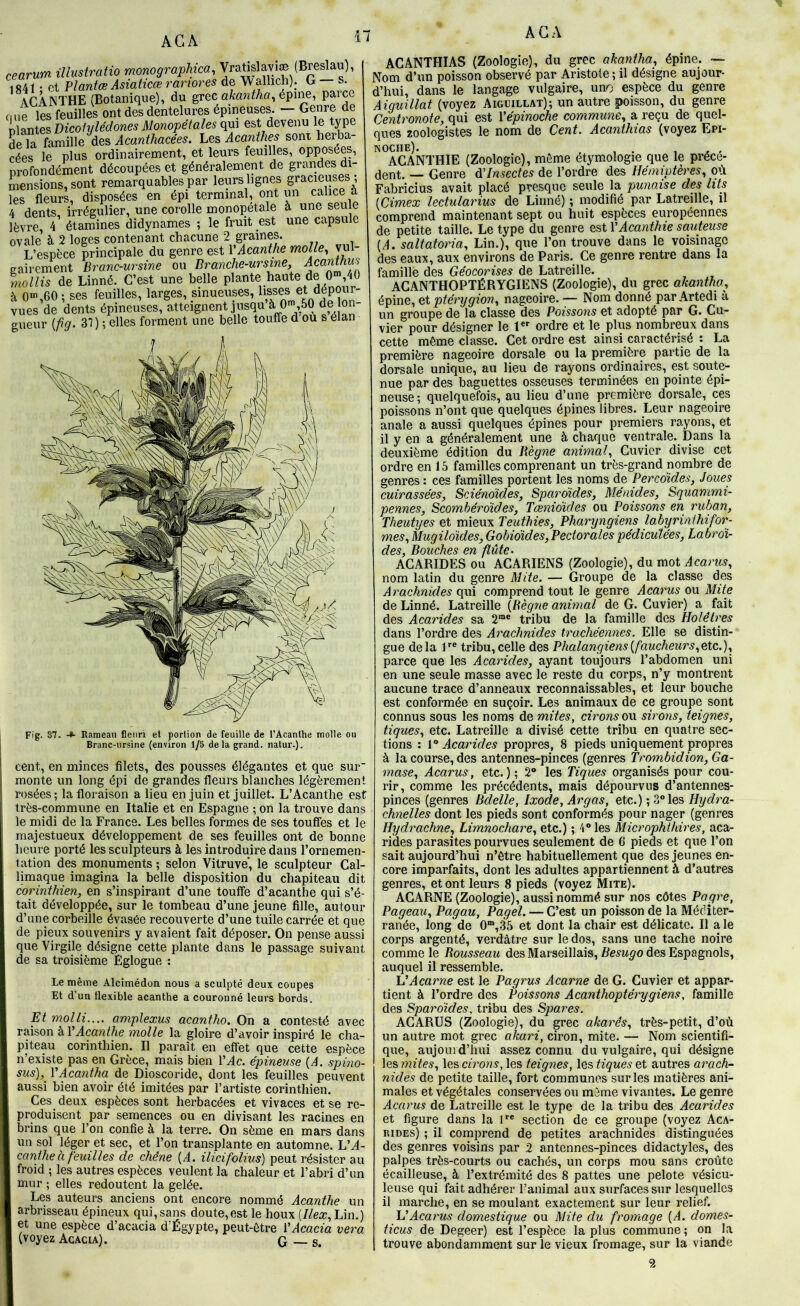AGA cearum ülustratio monograpMca, 1841 • et Plantœ Asiahcœ ranores de Walhch). G s. acanthe (Botanique), du grec «/can^Ao, épine, parce nue les feuilles ont des dentelures épineuses. — Genre de niantes Hfco/î//ec?owe5Jlionope7a/e^ qui est devenu le type de la famille des Acanthacées. Les Acanthes sont herba- cées le plus ordinairement, et leurs feuilles, opposées, profondément découpées et généralement de grandes di- mensions, sont remarquables par lems lignes S^acmuses ; les fleurs, disposées en épi terminal, ont un calice à 4 dents, irrégulier, une corolle monopetale à une seule lèvre, 4 étamines didynames ; le fruit est une capsule ovale à 2 loges contenant chacune 2 graines. L’espèce principale du genre est VAcanthe molle^ vul- gairement Branc-ursine ou Branche-ursine, AcawtAw ynollis de Linné. C’est une belle plante haute de 0“>,40 à O»,60 ; ses feuilles, larges, sinueuses, vues de dents épineuses, atteignent jusqu à 0™,50 «p |On- gueur {fig. 31 ) ; elles forment une belle touffe d ou s élan Fig. 87. -*■ Rameau fleuri et portion de feuille de l’Acanthe molle ou Branc-ursine (environ 1/5 de la grand, natur.). cent, en minces filets, des pousses élégantes et que sur monte un long épi de grandes fleurs blanches légèrement rosées ; la floraison a lieu en juin et juillet. L’Acanthe est très-commune en Italie et en Espagne ; on la trouve dans le midi de la France. Les belles formes de ses touffes et le majestueux développement de ses feuilles ont de bonne heure porté les sculpteurs à les introduire dans l’ornemen- tation des monuments ; selon Vitruve’, le sculpteur Cal- limaque imagina la belle disposition du chapiteau dit corinthien, en s’inspirant d’une touffe d’acanthe qui s’é- tait développée, sur le tombeau d’une jeune fille, autour d’une corbeille évasée recouverte d’une tuile carrée et que de pieux souvenirs y avaient fait déposer. On pense aussi que Virgile désigne cette plante dans le passage suivant de sa troisième Eglogue : Le même Alcimédon nous a sculpté deux coupes Et d’un flexible acanthe a couronné leurs bords. Et molli.,., amplexus acantho. On a contesté avec Ta.hon hVAcanthe inolle la gloire d’avoir inspiré le cha- pitep corinthien. Il paraît en effet que cette espèce n’existe pas en Grèce, mais bien VAc. épineuse {A. spmo- sus), VAcantha de Dioscoride, dont les feuilles peuvent aussi bien avoir été imitées par l’artiste corinthien. Ces deux espèces sont herbacées et vivaces et se re- produisent par semences ou en divisant les racines en brins que l’on confie à la terre. On sème en mars dans un sol léger et sec, et l’on transplante en automne. L’A- canthe à feuilles de chêne {A. ilicifolius) peut résister au froid ; les autres espèces veulent la chaleur et l’abri d’un mur ; elles redoutent la gelée. Les auteurs anciens ont encore nommé Acanthe un arbrisseau épineux qui, sans doute,est le houx (//eæ, Lin.) et une espèce d’acacia d’Égypte, peut-être ŸAcacia vera (voyez Acacia). G — s. ACANTHIAS (Zoologie), du grec akantha, épine. — Nom d’un poisson observé par Aristote; il désigne aujour- d’hui, dans le langage vulgaire, uno espèce du genre Aiguillât (voyez Aiguillât); un autre poisson, du genre Centronote, qui est Vépinoche commune., a reçu de quel- ques zoologistes le nom de Cent. Acaiithias (voyez Epi- noche). , , . , , . AGANTHIE (Zoologie), même etymologie que le précè- dent. — Genre d'insectes de l’ordre des Hémiptères., où Fabricius avait placé presque seule la punaise des lits iCimex lectularius de Linné) ; modifié par Latreille, il comprend maintenant sept ou huit espèces européennes de petite taille. Le type du genre Acanthie sauteuse {A. saltatoria. Lin.), que l’on trouve dans le voisinage des eaux, aux environs de Paris. Ce genre rentre dans la famille des Géocorises de Latreille. AGANTHOPTÉRYGIENS (Zoologie), du grec akantha, épine, et ptérygion, nageoire. — Nom donné par Artedi a un groupe de la classe des Poissons et adopté par G. Cu- vier pour désigner le 1 ordre et le plus nombreux dans cette même classe. Cet ordre est ainsi caractérisé : La première nageoire dorsale ou la première partie de la dorsale unique, au lieu de rayons ordinaires, est soute- nue par des baguettes osseuses terminées en pointe épi- neuse; quelquefois, au lieu d’une première dorsale, ces poissons n’ont que quelques épines libres. Leur nageoire anale a aussi quelques épines pour premiers rayons, et il y en a généralement une à chaque ventrale. Dans la deuxième édition du Règne animal. Cuvier divise cet ordre en 15 familles comprenant un très-grand nombre de genres : ces familles portent les noms de Peredides, Joues cuirassées, Sciéno'ides, Sparoides, Ménides, Squammi- pennes, Scombéroïdes, Tœnioïdes ou Poissons en ruban, Theutyes et mieux Teuthies, Pharyngiens labyrinihifor- mes, Mugildides, Gobidides,Pectorales pédiculées, Labrdi- des. Bouches en flûte^ ACARIDES ou ACARIENS (Zoologie), du mot Acarus, nom latin du genre Mite. — Groupe de la classe des Arachnides qui comprend tout le genre Acarus ou Mite de Linné. Latreille [Règne animal de G. Cuvier) a fait des Acarides sa 2“® tribu de la famille des Holêtres dans l’ordre des Arachnides trachéennes. Elle se distin- gue delà P® tribu,celle des Phalangiens[faucheurs,etc.), parce que les Acarides, ayant toujours l’abdomen uni en une seule masse avec le reste du corps, n’y montrent aucune trace d’anneaux reconnaissables, et leur bouche est conformée en suçoir. Les animaux de ce groupe sont connus sous les noms de mites, cirons ou sirons, teignes, tiques, etc. Latreille a divisé cette tribu en quatre sec- tions : {'‘Acarides propres, 8 pieds uniquement propres à la course, des antennes-pinces (genres Trombidion, Ga- mase, Acarus, etc. ) ; 2® les Tiques organisés pour cou- rir, comme les précédents, mais dépourvus d’antennes- pinces (genres Bdelle, Ixode, Argas, etc.) ; 3® les Hydra- chnelles dont les pieds sont conformés pour nager (genres Hydrachne, Limnochare, etc.) ; ^i®les Microphthires, aca- rides parasites pourvues seulement de 6 pieds et que l’on sait aujourd’hui n’être habituellement que des jeunes en- core imparfaits, dont les adultes appartiennent à d’autres genres, et ont leurs 8 pieds (voyez Mite). AGARNE (Zoologie), aussi nommé sur nos côtes Pagre, Pageau, Pagau, Pagel. — C’est un poisson de la Méditer- ranée, long de 0“‘,35 et dont la chair est délicate. Il a le corps argenté, verdâtre sur le dos, sans une tache noire comme le Rousseau des Marseillais, Besugo des Espagnols, auquel il ressemble. ÛAcarne est le Pagrus Acarne de G. Cuvier et appar- tient à l’ordre des Poissons Acanthoptérygiens. famille des Spardides, tribu des Spai^es. ACARUS (Zoologie), du grec akarês, très-petit, d’où un autre mot grec akari, ciron, mite. — Nom scientifi- que, aujourd’hui assez connu du vulgaire, qui désigne les mites, les cirons, les teignes, les tiques et autres arach- nides de petite taille, fort communes sur les matières ani- males et végétales conservées ou môme vivantes. Le genre Acarus de Latreille est le type de la tribu des Acarides et figure dans la 1''® section de ce groupe (voyez Aca- rides) ; il comprend de petites arachnides distinguées des genres voisins par 2 antennes-pinces didactyles, des palpes très-courts ou cachés, un corps mou sans croûte écailleuse, à l’extrémité des 8 pattes une pelote vésicu- leuse qui fait adhérer l’animal aux surfaces sur lesquelles il marche, en se moulant exactement sur leur relief. IdAcarus domestique ou Mite du fromage [A. domes- ticus de Degeer) est l’espèce la plus commune ; on la trouve abondamment sur le vieux fromage, sur la viande 9.