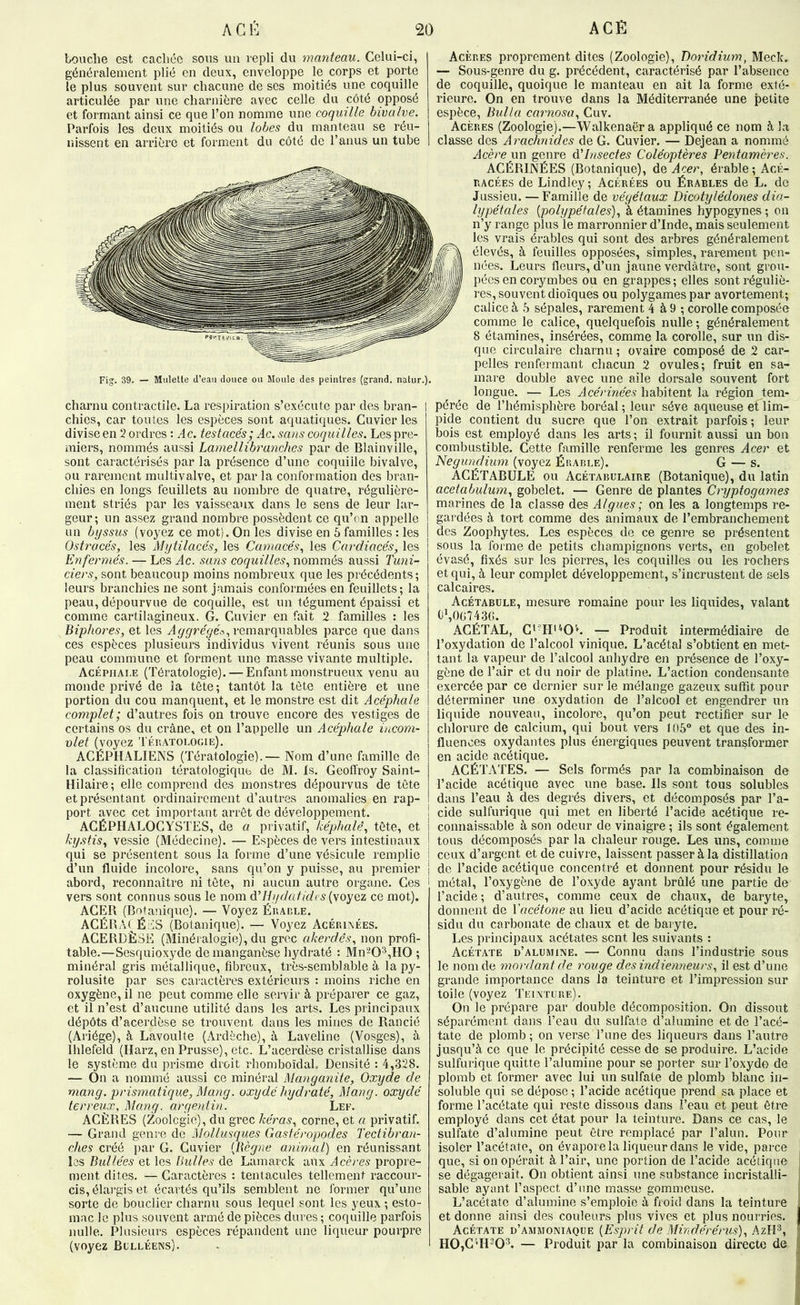 touche est cachée sous un repli du manteau. Celui-ci, généralement plié en deux, enveloppe le corps et porte le plus souvent sur chacune de ses moitiés une coquille articulée par une charnière avec celle du côté opposé et formant ainsi ce que l’on nomme une coquille bivalve. Parfois les deux moitiés ou lobes du manteau se réu- nissent en arrière et forment du côté de l’anus un tube Fig. 39. — Miilelte d’eau douce ou Moule des peintres (grand, nalur.). charnu contractile. La respiration s’exécute par des bran- chies, car toutes les espèces sont aquatiques. Cuvier les divise en 2 ordres : Ac. testacés; Ac. sans coquilles. Les pre- miers, nommés aussi Lamellibranches par de Blainville, sont caractérisés par la présence d’une coquille bivalve, ou rarement multivalve, et par la conformation des bran- chies en longs feuillets au nombre de quatre, régulière- ment striés par les vaisseaux dans le sens de leur lar- geur; un assez grand nombre possèdent ce qu’on appelle un byssus (voyez ce mot). On les divise en 5 familles : les Ostracés, les Mytilacés, les Camacés., les Cardiacés, les Enfermés. — Les Ac. sans coquilles., nommés aussi Tuni- ciers, sont beaucoup moins nombreux que les précédents ; leurs branchies ne sont jamais conformées en feuillets; la peau, dépourvue de coquille, est un tégument épaissi et comme cartilagineux. G. Cuvier en fait 2 familles : les Biphores, et les Jremarquables parce que dans ces espèces plusieurs individus vivent réunis sous une peau commune et forment une masse vivante multiple. Acéphale (Tératologie). — Enfant monstrueux venu au monde privé de la tête; tantôt la tête entière et une portion du cou manquent, et le monstre est dit Acéphale complet; d’autres fois on trouve encore des vestiges de certains os du crâne, et on l’appelle un Acéphale incom- plet (voyez Tératologie). ACÉPHALIENS (Tératologie).— Nom d’une famille de la classification tératologique de M. fs. Geoffroy Saint- Hilaire; elle comprend des monstres dépourvus de tète et présentant ordinairement d’autres anomalies en rap- port avec cet important arrêt de développement. I AGÉPHALOCYSTES, de a privatif, képhalé., tête, et i ky.stis^ vessie (Médecine). — Espèces de vers intestinaux | qui se présentent sous la forme d’une vésicule remplie | d’un fluide incolore, sans qu’on y puisse, au premier abord, reconnaître ni tête, ni aucun autre organe. Ces vers sont connus sous le nom d'Hydatides {\oyez ce mot). ACER (Botanique). — Voyez Éiuiîle. ACÉRAt ÉaS (Botanique). — Voyez Acép.ixées. ACERDÈSE (Minéralogie), du grec akerdês., non profi- table.—Sesquioxyde de manganèse hydraté : Mn-03,H0 ; minéral gris métallique, fibreux, très-semblable à la py- rolusite par ses caractères extérieurs : moins riche en oxygène, il ne peut comme elle servir à préparer ce gaz, et il n’est d’aucune utilité dans les arts. Les principaux dépôts d’acerdèse se trouvent dans les mines de Rancié (Ariége), à Lavoulte (Ardèche), â Laveline (Vosges), à Ihlefeld (Harz, en Prusse), etc. L’acerdèse cristallise dans le système du prisme droit rhomboïdah Densité : 4,328. — On a nommé aussi ce minéral Manganite, Oxyde de mang. prismatique, HJang. oxydé hydraté, Mang. oxydé terreux, Mang. argentin. Lee. ACÉRÉS (Zoologie), du grec kéras, corne, et a privatif. — Grand genre de Mollusques Gastéropodes Tectibran- ches créé par G. Cuvier (Règne animal) en réunissant les Bullées et les Bulles de Lamarck aux Acérés propre- ment dites. — Caractères : tentacules tellement raccour- cis, élargis et écartés qu’ils semblent ne former qu’une sorte de bouclier charnu sous lequel sont les yeux ; esto- mac le plus souvent armé de pièces dures ; coquille parfois nulle. Plusieurs espèces répandent une liqueur pourpre (voyez Bulléens). Acérés proprement dites (Zoologie), Doridium, Meck. — Sous-genre du g. précédent, caractérisé par l’absence de coquille, quoique le manteau en ait la forme exté- rieure. On en trouve dans la Méditerranée une petite espèce, BuUa carnosa, Cuv. Acérés (Zoologie).—Walkenaëra appliqué ce nom à ht classe des Arachnides de G. Cuvier. — Dejean a nommé Acèrepn genre d'insectes Coléoptères Pentamères. ACÉRINÉES (Botanique), dQ Acer, érable; AcÉ- RACÉES de Lindley; Acérées ou Érables de L. de Jussieu. — Famille de végétaux Dicotylédones dio~ lypétales {polypétales), à étamines hypogynes ; on n’y range plus le marronnier d’Inde, mais seulement les vrais érables qui sont des arbres généralement élevés, à feuilles opposées, simples, rarement pen- nées. Leurs fleurs, d’un jaune verdâtre, sont grou- pées en corymbes ou en grappes ; elles sont réguliè- res, souvent dioïques ou polygames par avortement; calice à B sépales, rarement 4 à 9 ; corolle composée comme le calice, quelquefois nulle ; généralement 8 étamines, insérées, comme la corolle, sur un dis- que circulaire charnu ; ovaire composé de 2 car- pelles renfermant chacun 2 ovules; fruit en sa- mare double avec une aile dorsale souvent fort longue. — Les Acérinées habitent la région tem- pérée de l’hémisphère boréal ; leur sève aqueuse et lim- pide contient du sucre que Ton extrait parfois ; leur bois est employé dans les arts; il fournit aussi un bon combustible. Cette famille renferme les genres Acer et Negundium. (voyez Érable). G — s. AGÉTABULE ou Acétabülaire (Botanique), du latin acetabulum, gobelet. — Genre de plantes Cryptogames marines de la classe des Algues; on les a longtemps re- gardées à tort comme des animaux de l’embranchement des Zoophytes. Les espèces de ce genre se présentent sous la forme de petits champignons verts, en gobelet évasé, fixés sur les pierres, les coquilles ou les rochers et qui, à leur complet développement, s’incrustent de sels calcaires. Acétabüle, mesure romaine pour les liquides, valant CSOG743G. ACÉTAL, G'^H'''Oh — Produit intermédiaire de l’oxydation de l’alcool vinique. L’acétal s’obtient en met- tant la vapeur de l’alcool anhydre en présence de l’oxy- gène de l’air et du noir de platine. L’action condensante exercée par ce dernier sur le mélange gazeux suffit pour déterminer une oxydation de Talcool et engendrer un liquide nouveau, incolore, qu’on peut rectifier sur le chlorure de calcium, qui bout vers 106“ et que des in- fluences oxydantes plus énergiques peuvent transformer en acide acétique. ACÉTATES. — Sels formés par la combinaison de l’acide acétique avec une base. Ils sont tous solubles dans l’eau à des degrés divers, et décomposés par l’a- cide sulfurique qui met en liberté l’acide acétique re- connaissable à son odeur de vinaigre ; ils sont également tous décomposés par la chaleur rouge. Les uns, comme ceux d’argent et de cuivre, laissent passer à la distillation de l’acide acétique concentré et donnent pour résidu le métal, l’oxygène de l’oxyde ayant brûlé une partie de l’acide; d’autres, comme ceux de chaux, de baryte, donnent de Xacétone au lieu d’acide acétique et pour ré- sidu du carbonate de chaux et de baryte. Les principaux acétates sent les suivants : Acétate d’alumine. — Connu dans l’industrie sous le nom de mordant de rouge des indienneurs, il est d’une grande importance dans la teinture et l’impression sur toile (voyez 'Peinture). On le prépare par double décomposition. On dissout séparément dans l’eau du sulfate d’alumine et de l’acé- tate de plomb; on verse l’une des liqueurs dans l’autre jusqu’à ce que le précipité cesse de se produire. L’acide sulfurique quitte l’alumine pour se porter sur l’oxydo de plomb et former avec lui un sulfate de plomb blanc in- soluble qui se dépose ; l’acide acétique prend sa place et forme l’acétate qui reste dissous dans l’eau et peut être employé dans cet état pour la teinture. Dans ce cas, le sulfate d’alumine peut être remplacé par l’alun. Pour isoler l’acétate, on évapore la liqueur dans le vide, parce que, si on opérait à l’air, une portion de l’acide acétique se dégagerait. On obtient ainsi une substance incristalli- sable ayant l’aspect d’une masse gommeuse. L’acétate d’alumine s’emploie â froid dans la teinture et donne ainsi des couleurs plus vives et plus nourries. Acétate d’ammoniaque [Esprit de Mindérérus), AzH-^ H0,G''H'^0^. — Produit par la combinaison directe de