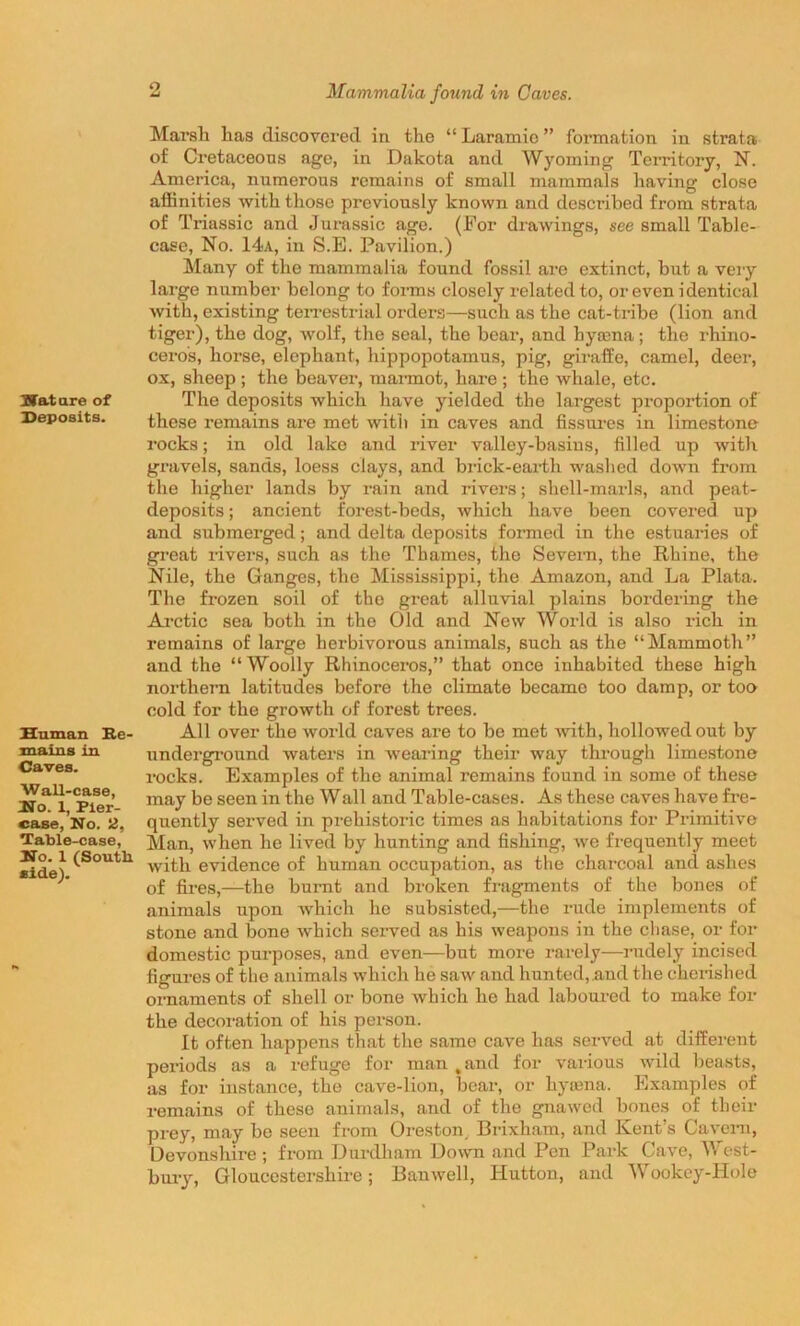 Wat are of Deposits. Human Re- mains in Caves. Wall-case, Wo. 1, Pier- case, No. 2, Table-case, No. 1 (South side). 2 Mammalia found in Caves. Marsh lias discovered in the “ Laramie ” formation in strata of Cretaceous age, in Dakota and Wyoming Territory, N. America, numerous remains of small mammals having close affinities with those previously known and described from strata of Triassic and Jurassic age. (For drawings, see small Table- case, No. 14a, in S.E. Pavilion.) Many of the mammalia found fossil are extinct, but a very large number belong to forms closely related to, or even identical with, existing terrestrial orders—such as the cat-tribe (lion and tiger), the dog, wolf, the seal, the bear, and hyama; the rhino- ceros, horse, elephant, hippopotamus, pig, giraffe, camel, deer, ox, sheep ; the beaver, marmot, hare ; the whale, etc. The deposits which have yielded the largest proportion of these remains are met with in caves and fissures in limestone rocks; in old lake and river valley-basins, filled up with gravels, sands, loess clays, and brick-earth washed down from the higher lands by rain and rivers; shell-marls, and peat- deposits ; ancient forest-beds, which have been covered up and submerged; and delta deposits formed in the estuaries of great rivers, such as the Thames, the Severn, the Rhine, the Nile, the Ganges, the Mississippi, the Amazon, and La Plata. The frozen soil of the great alluvial plains bordering the Arctic sea both in the Old and New World is also rich in remains of large herbivorous animals, such as the “Mammoth” and the “Woolly Rhinoceros,” that once inhabited these high northern latitudes before the climate became too damp, or too cold for the growth of forest trees. All over the world caves are to be met with, hollowed out by underground waters in wearing their way through limestone rocks. Examples of the animal remains found in some of these may be seen in the Wall and Table-cases. As these caves have fre- quently served in prehistoric times as habitations for Primitive Man, when he lived by hunting and fishing, we frequently meet with evidence of human occupation, as the charcoal and ashes of fires,—the burnt and broken fragments of the bones of animals upon which he subsisted,—the rude implements of stone and bone which served as his weapons in the chase, or for domestic purposes, and even—but more rarely—rudely incised figures of the animals which he saw and hunted,.and the cherished ornaments of shell or bone which he had laboured to make for the decoration of his person. It often happens that the same cave has served at different periods as a refuge for man , and for various wild beasts, as for instance, the cave-lion, bear, or hyaana. Examples of remains of these animals, and of the gnawed bones of their prey, may be seen from Oreston Brixham, and Kent’s Cavern, Devonshire; from Durdham Down and Pen Park Cave, West- bury, Gloucestershire; Banwell, Hutton, and Wookey-Hole