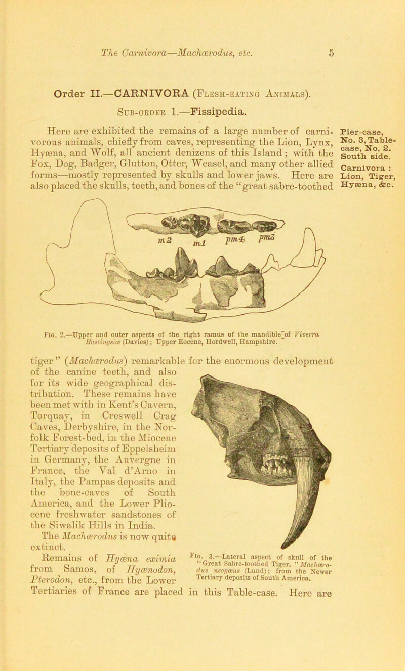 Order II.—CARNIVORA (Flesh-eating Animals). Sub-order 1.—Fissipedia. Here are exhibited tbe remains of a large number of carni- vorous animals, chiefly from caves, representing tbe Lion, Lynx, Hyaena, and Wolf, all ancient denizens of this Island; with tbe Fox, Dog, Badger, Glutton, Otter, Weasel, and many other allied forms—mostly represented by skulls and lower jaws. Here are also placed the skulls, teeth, and bones of tbe “great sabre-toothed Fig. 2.—Upper and outer aspects of the right ramus of the mandible'of Viverra HuMingsUx (Davies); Upper Eocene, Hordwell, Hampshire. tiger ” (Machcerodus) remarkable for tbe enormous development of the canine teeth, and also for its wide geographical dis- tribution. These remains have been met with in Kent’s Cavern, Torquay, in Creswell Crag Caves, Derbyshire, in the Nor- folk Forest-bed, in the Miocene Tertiary deposits of Eppelsheim in Germany, the Auvergne in France, the Val d’Arno in Italy, the Pampas deposits and the bone-caves of South America, and the Lower Plio- cene freshwater sandstones of the Siwalik Hills in India. The Machcerodus is now quity extinct. Remains of Hyaena eximia Fl°- 3-~Irat1er;i1 aspect of skull of the r o c tt , Great Sabre-toothed Tiger, ” Machcero- irom oamos, 01 Jiycenuaon, dus neogaus (Lund); from the Newer Pterodon, etc., from tbe Lower Tertiary deposits of South America. Tertiaries of France are placed in this Table-case. Here are Pier-case, No. 3, Table- ease, No. 2. South side. Carnivora : Lion, Tiger, Hysena, &c.