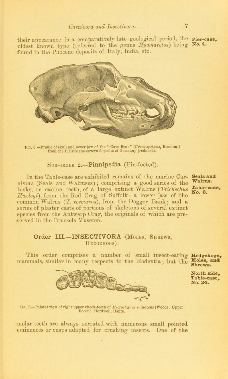 their appearance in a comparatively late geological period, the oldest known type (referred to the genus Hycenarctos) being found in the Pliocene deposits of Italy, India, etc. Fig. 6.—Profile of skull and lower jaw of the “Cave-Bear” (Ursmtjxlaus, Rosenm.) from the Pleistocene cavern deposits of Germany (reduced). Sub-order 2.—Pinnipedia (Fin-footed). In the Table-case are exhibited remains of the marine Car- nivora (Seals and Walruses) ; comprising a good series of the tusks, or canine teeth, of a large extinct Walrus (Trichechus Uuxleyi), from the Red Crag of Suffolk; a lower jaw of the common Walrus (T. rosmarus), from the Dogger Bank; and a series of plaster casts of portions of skeletons of several extinct species from the Antwerp Crag, the originals of which are pre- served in the Brussels Museum. Order III.—INSECTIVORA (Moles, Shrews, Hedgehogs). This order comprises a number of small insect-eating mammals, similar in many respects to the Rodentia; but the Fig. 7.—Palatal view of right upper cheek-teeth of Microchotrus erinaceus (Wood); Upper Eocene, Hordwell, Hants. molar teeth are always serrated with numerous small pointed eminences or cusps adapted for crushing insects. One of the Pier-case, No. 4. Seals and Walrus. Table-case, No. 3. Hedgehogs, Moles, and Shrews. North side. Table-case, No. 24.