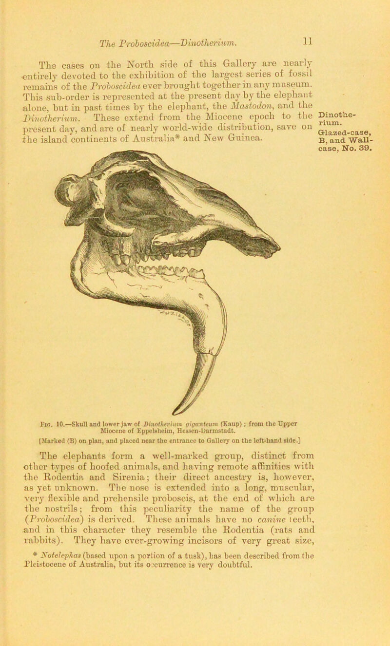 The cases on the North side of this Gallery are nearly •entirely devoted to the exhibition of the largest series of fossil remains of the Prohoscidea ever brought together in any museum. This sub-order is represented at the present day by the elephant alone, but in past times by the elephant, the Mastodon, and the Pinotherium. These extend from the Miocene epoch to the present day, and are of nearly world-wide distribution, save on the island continents of Australia* and New Guinea. Dinotiie- rium. Glazed-case, B, and Wall- case, No. 39. I'io. 10.—Skull and lower jaw of DinnOterium giganleum (Kaup); from the Upper Miocene of Eppelstieim, Hessen-Darmstadt. (Marked (B) on plan, and placed near the entrance to Gallery on the left-hand side.] The elephants form a well-marked group, distinct from other types of hoofed animals, and having remote affinities with the Rodentia and Sirenia; their direct ancestry is, however, as yet unknown. The nose is extended into a long, muscular, very flexible and prehensile proboscis, at the end of which are the nostrils; from this peculiarity the name of the group (Prohoscidea) is derived. These animals have no canine teeth, and in this character they resemble the Rodentia (rats and rabbits). They have ever-growing incisors of very great size, * Notetephas (based upon a portion of a tusk), lias been described from the Pleistocene of Australia, but its occurrence is very doubtful.