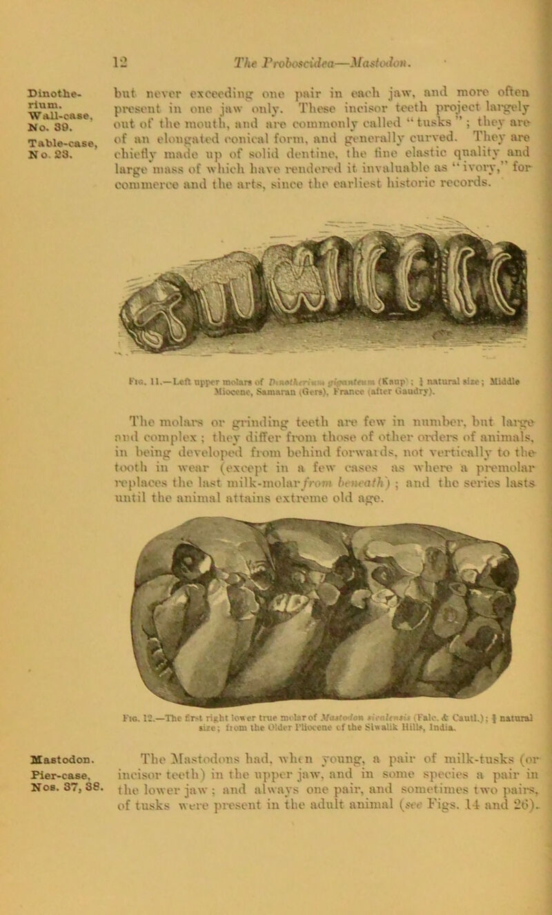 Dinothe- rium. Wall-case. No. 89. Table-case, No. 23. Mastodon. Pier-case. Nos. 37, 38. but never exceeding one pair in each jaw, and more often present in one jaw only. These incisor teeth project largely out of the mouth, and are commonly called “tusks ’ ; they are of an elongated conical form, and generally curved. They are chiefly made up of solid dentine, the tine elastic quality and large mass of which have rendered it invaluable as “ ivory,’ for commerce and the arts, since the earliest historic records. Fig. 11.—Left upper molars of Ihnotkrrit* <’iiMntenm (Knap'; {natural size; Middle Miocene, Samaran (Gera), France (after Gaudry). The molars or grinding teeth are few in number, but large and complex ; they differ from those of other orders of animals, in being developed from behind forwards, not vertically to the tooth in wear (except in a few cases as where a premolar replaces the last milk-molar from bt lu'ath) ; and the series lasts until the animal attains extreme old age. Fig. 12.—The first right lower true znelsrof Mastodon stralensis (Falc. <fc Cautl.): { natural sire: ftom the Older 1'Uocene cf the Siwalik llille, India. The Mastodons had. when yonng, a pair of milk-tusks (or incisor teeth) in the upper jaw. and in some species a pair in the lower jaw; and always one pair, and sometimes two pail's, of tusks were present in the adult animal (see Figs. 14 and 26).