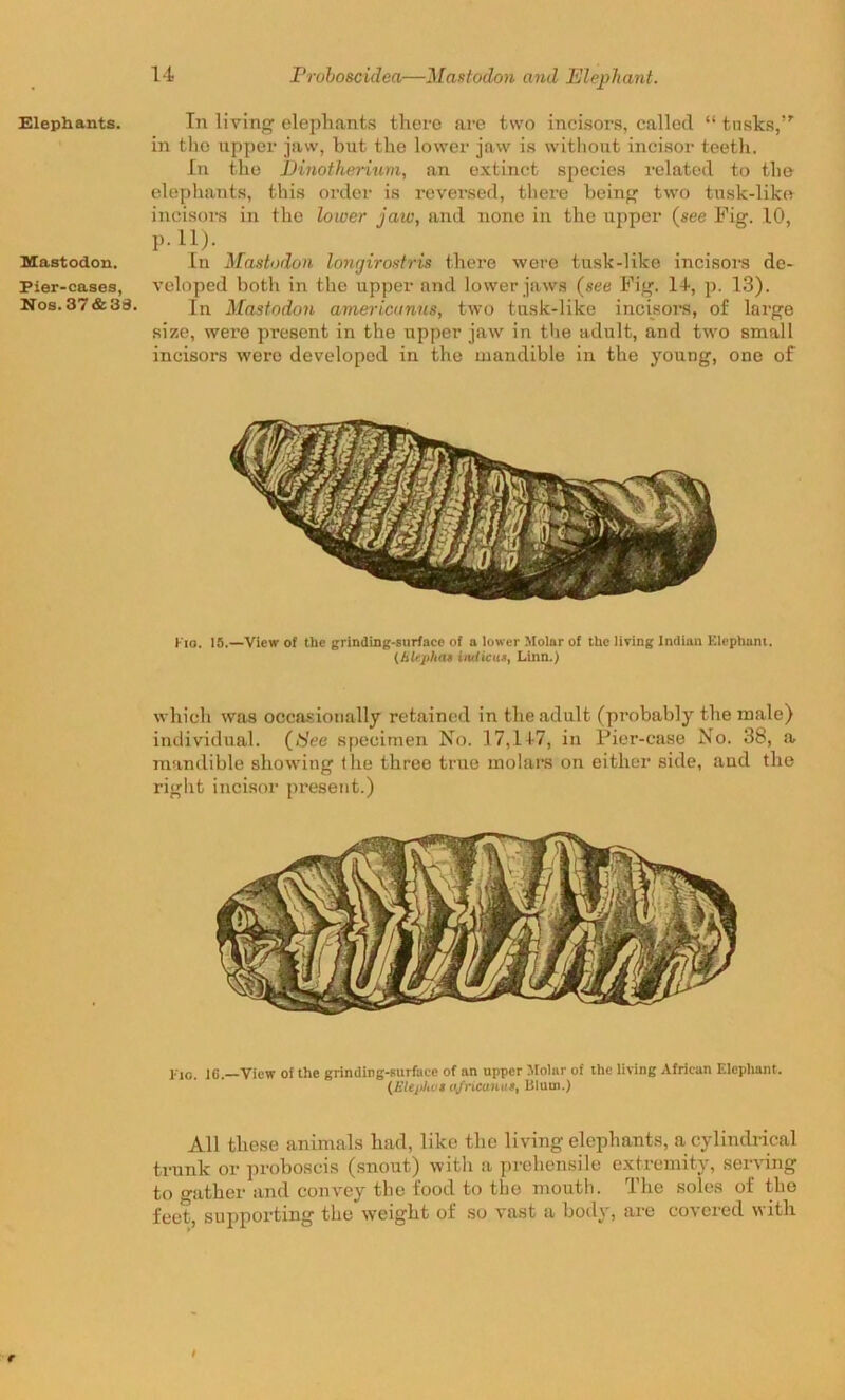 Elephants. Mastodon. Pier-cases, Nos.37&33. 14 Proboscidea—Mastodon and Elephant. In living elephants there are two incisors, called “ tusks,’' in the upper jaw, but the lower jaw is without incisor teeth. In the Dinotherium, an extinct species related to the elephants, this order is reversed, there being two tusk-like incisors in the lower jaw, and none in the upper (see Fig. 10, P-11). In Mastodon longirostris there were tusk-like incisors de- veloped both in the upper and lower jaws (see Fig. 14, p. 13). In Mastodon americunus, two tusk-like incisors, of large size, were present in the upper jaw in the adult, and two small incisors were developed in the mandible in the young, one of Kio. IS.—View of the grinding-surface of a lower Molar of the living Indian Elephant. (HUphat initials, Linn.) which was occasionally retained in the adult (probably the male) individual. (See specimen No. 17,147, in Pier-case No. 38, a mandible showing the three true molars on either side, aud the right incisor present.) j.'jo. 1G. View of the grinding-surface of an upper Molar of the living African Elephant. (JStejihes nfneunus, Bluui.) All these animals had, like the living elephants, a cylindrical trunk or proboscis (snout) with a prehensile extremity, serving to gather and convey the food to the mouth. The soles of the feet, supporting the weight of so vast a body, are covered with