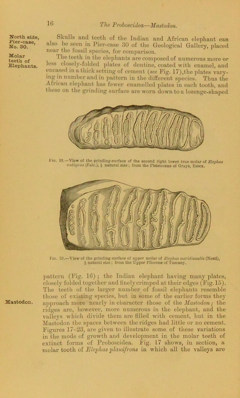 1G North side, Pier-case, No. 30. Molar teeth of JElephants. Mastodon. Skulls and teeth of the Indian and African elephant can also be seen in Pier-case 30 of the Geological Gallery, placed near the fossil species, for comparison. 1 be teeth in the elephants are composed of numerous more or less closely-folded plates of dentine, coated with enamel, and encased in a thick setting of cement (see Fig. 17),the plates vary- ing in number and in pattern in the different species. Thus the African elephant has fewer enamelled plates in each tooth, and these on the grinding surface are worn down to a lozenge-shaped lio. 19.—View of the grinding-surface of the second right lower true molar of EUptuis antiquu* (Fttlc.), $ natural size ; from the Pleistocene of Grays, Essex. Fig. 20.—View of the grinding-surface of upper molar of Jilcphaa meridionalis (Ncsti), $ natural size ; from the Upper Pliocene of Tuscany. pattern (Fig. 16) ; the Indian elephant having many plates, closely folded together and tinelycrimped at their edges (Fig. 15). The teeth of the larger number of fossil elephants resemble those of existing species, but in some of the earlier forms they approach more nearly in character those of the Mastodon; the ridges are, however, more numerous in the elephant, and the valleys which divide them are tilled with cement, but in the Mastodon the spaces between the ridges had little or no cement. Figures 17-23, are given to illustrate some, of these variations in the mode of growth and development in the molar teeth of extinct forms of Proboscidea. Fig. L7 shows, in section, a molar tooth of Plephas jtlanifrons in which all the valleys are