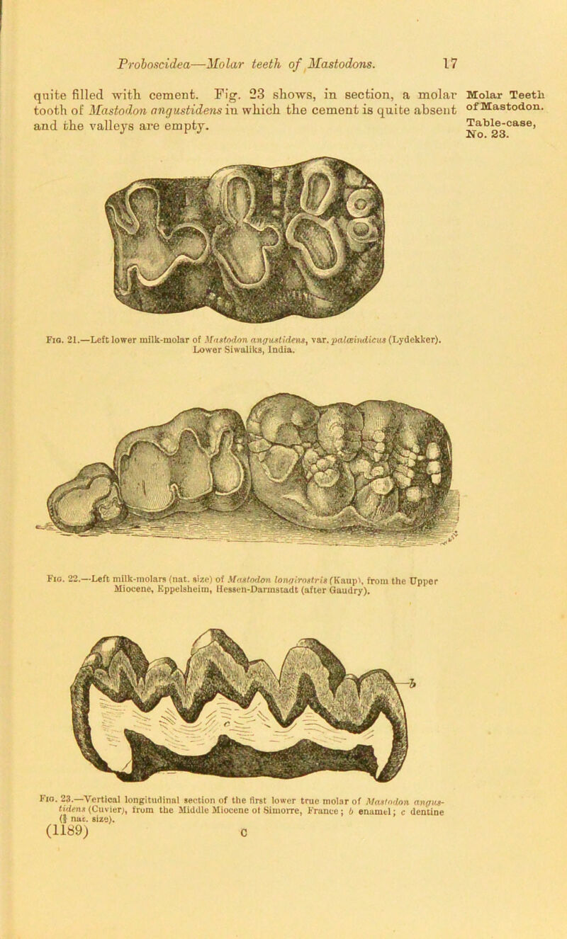 quite filled with cement. Fig. 23 shows, in section, a molar tooth of Mastodon angustidens in which the cement is quite absent and the valleys are empty. Fio. 21.—Left lower milk-molar of Mastodon angustidens, var. palceindicus (Lydekker). Lower Siwaliks, India. Fio. 23.—Vertical longitudinal section of the first lower true molar of Mastodon anpus- tidens (Cuvier;, from the Middle Miocene ol Simorre, France; b enamel; c dentine (| nuc. size). (1189) c Molar Teetli of Mastodon. Table-case, No. 23.