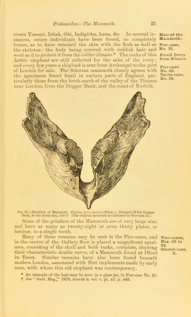 rivers Yenesei, Irtish, Obi, Indigirka, Lena, &c. In several in- Hair of the stances, entire individuals have been found, so completely Mammoth: frozen, as to have retained the skin with the flesh as well as Pier-ease, the skeleton: the body being covered with reddish hair and No- 31* wool as if to protect it from the colder climate.* The tusks of this Fossil Ivory Arctic elephant are still collected for the sake of the ivory; from Siberia and every few years a shipload is sent from Archangel to the port pier_case of London for sale. The Siberian mammoth closely agrees with No. 32. the specimens found fossil in various parts of England, par- Table-case, ticularly those from the brick-earth of the valley of the Thames near London, from the Dogger Bank, and the coast of Norfolk. Fig. 28.—Mandible of Mammoth, Elephas primigenius (Blum.); Dredged off the Dogger Bank, in the North Sea, 1837.t (The original specimen is exhibited in Pier-case 32.) Some of the grinders of the Mammoth are of very large size, and have as many as twenty-eight or even thirty plates, or larnime, in a single tooth. Many of these remains may be seen in the Pier-cases, and Pier-cases, in the centre of the Gallery floor is placed a magnificent speci- Nos- 29 to men, consisting of the skull and both tusks, complete, showing Glazed-case their characteristic double curve, of a Mammoth found at Ilfoi*d E. in Essex. Similar remains have also been found beneath modern London, associated with flint implements made by early man, with whom this old elephant was contemporaiy. * An example of the hair may be seen, in a glass jar, in Pier-case No. 31. t See “ Geol. Mag.'” 1878, decade ii. vol. v. pi. xii. p. 443.