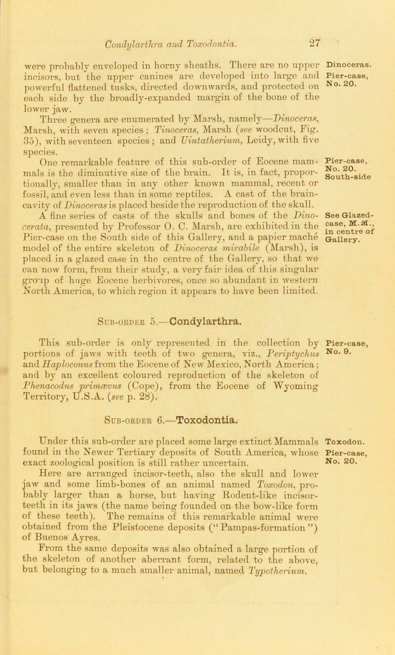 were probably enveloped in horny sheaths. There are no upper incisors, but the upper canines are developed into large and powerful flattened tusks, directed downwards, and protected on each side by the broadly-expanded margin of the bone of the lower jaw. Three genera are enumerated by Marsh, namely—Dinoceras, Marsh, with seven species ; Tinoceras, Marsh (see woodcut, Fig. 35), with seventeen species ; and Uintatherium, Leidy, with five species. One remarkable feature of this sub-order of Eocene mam- mals is the diminutive size of the brain. It is, in fact, propor- tionally, smaller than in any other known mammal, recent or fossil, and even less than in some reptiles. A cast of the brain- cavity of Dinoceras is placed beside the reproduction of the skull. A fine series of casts of the skulls and bones of the Dino- cerata, presented by Professor 0. C. Marsh, are exhibited in the Pier-case on the South side of this Gallery, and a papier mache model of the entire skeleton of Dinoceras mirabile (Marsh), is placed in a glazed case in the centre of the Gallery, so that we can now form, from their study, a very fair idea of this singular group of huge Eocene herbivores, once so abundant in western North America, to which region it appears to have been limited. Sub-order 5.—Condylarthra. This sub-order is only represented in the collection by portions of jaws with teeth of two genera, viz., Periptychus and Haploconus from the Eocene of New Mexico, North America; and by an excellent coloured reproduction of the skeleton of Phenacodus primcevus (Cope), from the Eocene of Wyoming Territory, U.S.A. (see p. 28). Sub-order 6.—Toxodontia. Under this sub-order are placed some large extinct Mammals found in the Newer Tertiary deposits of South America, whose exact zoological position is still rather uncertain. Here are arranged incisor-teeth, also the skull and lower jaw and some limb-bones of an animal named Toxodon, pro- bably larger than a horse, but having Rodent-like incisor- teeth in its jaws (the name being founded on the bow-like foiun of these teeth). The remains of this remarkable animal were obtained from the Pleistocene deposits (“ Pampas-formation ”) of Buenos Ayres. From the same deposits was also obtained a large portion of the skeleton of another aberrant form, related to the above, but belonging to a much smaller animal, named Typotherium. Dinoceras. Pier-case, No. 20. Pier-case, No. 20. South-side See Glazed- case, M.Jtf., in centre of Gallery. Pier-case, No. 9. Toxodon. Pier-case, No. 20.