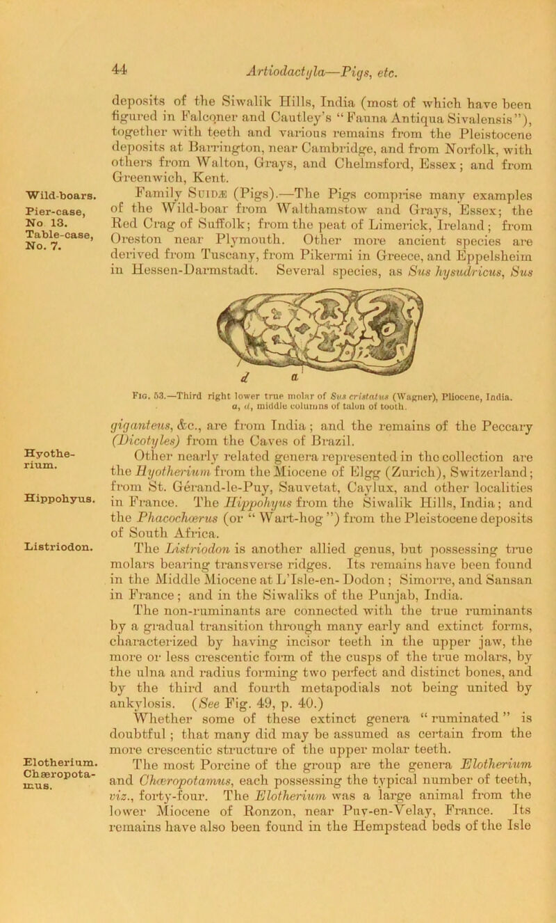 Wild-boars. Pier-case, No 13. Table-case, No. 7. Hyothe- rium. Hippohyus. Listriodon. Elotherium. Chaeropota- 1EUS. Artiodactyla—Pigs, etc. deposits of the Siwalik Hills, India (most of which have been figured in Falconer and Cautley’s “Fauna AntiquaSivalensis), together with teeth and various remains from the Pleistocene deposits at Barrington, near Cambridge, and from Norfolk, with others from Walton, Grays, and Chelmsford, Essex; and from Greenwich, Kent. Family Seiran (Pigs).—The Pigs comprise many examples of the Wild-boar from Walthamstow and Grays, Essex; the Red Crag of Suffolk; from the peat of Limerick, Ireland ; from Oreston near Plymouth. Other more ancient species are derived from Tuscany, from Pikermi in Greece, and Eppelsheim in Hessen-Darmstadt. Several species, as Sus hysudricus, Sus Fig. 53.—Third right lower true molar of Sus cri statu* (Wagner), Pliocene, India, a, dj middle columns of talon of tooth. giganteus, &c., are from India; and the remains of the Peccary (Dicotyles) from the Caves of Brazil. Other nearly related genera represented in the collection are the Hyotherium from the Miocene of Elgg (Zurich), Switzerland; from St. Gerand-le-Puy. Sauvetat, Caylux, and other localities in France. The Hippohyus from the Siwalik Hills, India; and the Phacochoerus (or “ Wart-hog ”) from the Pleistocene deposits of South Africa. The Listriodon is another allied genus, but possessing tree molars bearing transverse ridges. Its remains have been found in the Middle Miocene at L’lsle-en- Dodon ; Simorre, and Sansan in France; and in the Siwaliks of the Punjab, India. The non-ruminants are connected with the true ruminants by a gradual transition through many early and extinct forms, characterized by having incisor teeth in the upper jaw, the more or less crescentic form of the cusps of the true molars, by the ulna and radius forming two perfect and distinct bones, and by the third and fourth metapodials not being united by ankylosis. (See Fig. 49, p. 40.) Whether some of these extinct genera “ ruminated ” is doubtful ; that many did may be assumed as certain from the more crescentic structure of the upper molar teeth. The most Porcine of the group are the genera Elotherium and Ohceropotamus, each possessing the typical number of teeth, viz., forty-four. The Elotherium was a large animal from the lower Miocene of Ronzon, near Puy-en-Velay, France. Its remains have also been found in the Hempstead bods of the Isle