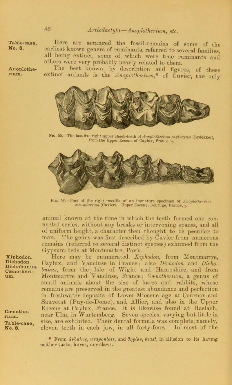 Table-case, No. 8. Anoplothe- num. Xiphodon. Dichodon. Dichobunus Csenotheri- um. Csenothe- rium. Table-case, No. 8. Artiodactyla—Anoplotherium, etc. Here are arranged the fossil-remains of some of the earliest known genera of ruminants, referred to several families, all being extinct, some of which were true ruminants and others were very probably nearly related to them. The best known, by description and figures, of these extinct animals is the Anoplotherium* of Cuvier, the only Fjg. 55. The last five right upper cheek-teeth of Anoplotherium cayluxcn&e (Lydekker). from the Upper Eocene of Caylux, France, Fio. 56.—Part of the right maxilla of an immature specimen of Anoplotherium ucundarium (Cuvier). Upper Eocene, D6bruge, France, animal known at the time in which the teeth formed one con- nected series, without any breaks or intervening spaces, and all of uniform height, a character then thought to be peculiar to man. The genus was first described by Cuvier from numerous remains (referred to several distinct species) exhumed from the Gypsum-beds at Montmartre, Paris. Here may be enumerated Xiphodon, from Montmartre, Caylux, and Vaucluse in Prance ; also Dichodon and Dicho- bunus, from the Isle of Wight and Hampshire, and from Montmartre and Vaucluse, France; Ceenotherium, a genus of small animals about the size of hares and rabbits, whose remains are preserved in the greatest abundance and perfection in freshwater deposits of Lower Miocene age at Common and Sauvetat (Puy-de-Dome), and Allier, and also in the Upper Eocene at Caylux, France. It is likewise found at Haslach, near Ulm, in Wurtemberg. Seven species, varying but little in size, are exhibited. Their dental formula was complete, namely, eleven teeth in each jaw, in all forty-four. In most of the * From avoirXoQ, tceaponless, and Oijplor, beast, in allusion to its having neither tusks, horns, nor claws.