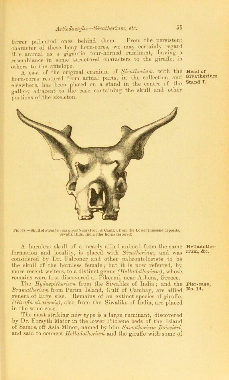 larger palmntod ones behind them. From the persistent character of these bony bora-cores, we may certainly regard this animal as a gigantic four-lioraed ruminant, having a resemblance in some structural characters to the giraffe, in others to the antelope. A cast of the original cranium of Sivatherium, with the Head of horn-cores restored from actual parts, in the collection and Sivatherium elsewhere, has been placed on a stand in the centre of the Stand I. gallery adjacent to the case containing the skull and other portions of the skeleton. Fio. 6S.—Skull of Sivatherium giganteum (Falc. & Cautl.), from the Lower Pliocene deposits, Siwalik Hills, India (the horns restored). A hornless skull of a nearly allied animal, from the same HeUadothe- formation and locality, is placed with Sivatherium, and was rium- &0‘ considered by Dr. Falconer and other palaeontologists to be the skull of the hornless female; but it is now referred, by more recent writers, to a distinct genus (Helladntherium), whose remains were first discovered at Pikercni, near Athens, Greece. The Ilydaspitherium from the Sfwaliks of India; and the Pier-case, Bramatherium from Perim Island, Gulf of Cambay, are allied No> 14- genera of large size. Remains of an extinct species of giraffe, (Giraffa sivalensis), also from the Siwaliks of India, are placed in the same case. The most striking new type is a large ruminant, discovered by Dr. Forsyth Major in the lower Pliocene beds of the Island of Samos, off Asia-Minor, named by him Samotherium Boissieri, and said to connect Helladothenum and the giraffe with some of