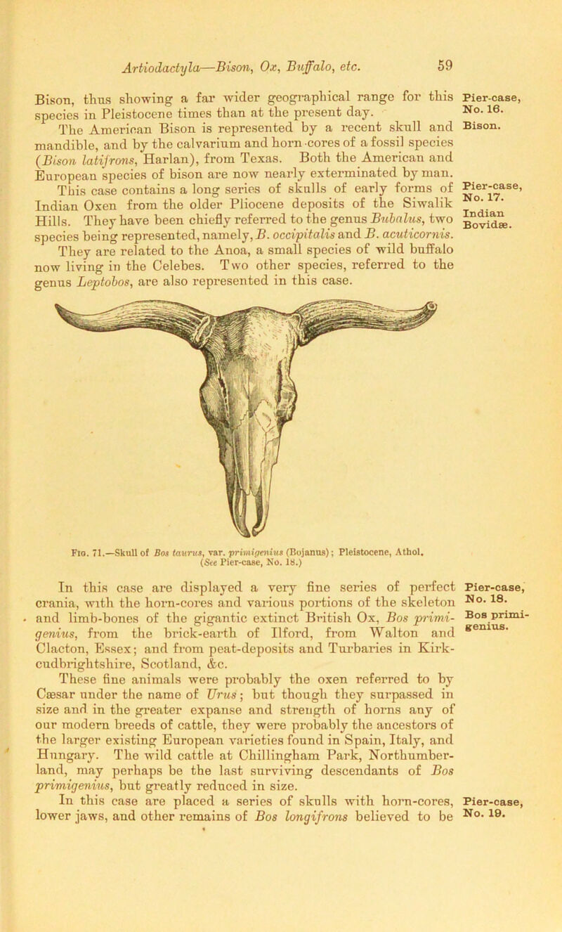 Artiodactyla—Bison, Ox, Buffalo, etc. Bison, thus showing a far wider geographical range for this species in Pleistocene times than at the present day. The American Bison is represented by a recent skull and mandible, and by the calvarium and horn cores of a fossil species (Bison latifrons, Harlan), from Texas. Both the American and European species of bison are now nearly exterminated by man. This case contains a long series of skulls of early forms of Indian Oxen from the older Pliocene deposits of the Siwalik Hills. They have been chiefly referred to the genus Bubalus, two species being represented, namely, B. occipitalis and B. acuticornis. They are related to the Anoa, a small species of wild buffalo now living in the Celebes. Two other species, referred to the genus Leptobos, are also represented in this case. Fio. 71.—Skull of Bos taurus, var. primigenius (Rojanus); Pleistocene, Athol. (See Pier-case, No. 18.) In this case are displayed a very fine series of pei’fect crania, with the horn-cores and various portions of the skeleton and limb-bones of the gigantic extinct British Ox, Bos primi- genius, from the brick-earth of Ilford, from Walton and Clacton, Essex; and from peat-deposits and Turbaries in Kirk- cudbrightshire, Scotland, &c. These fine animals were probably the oxen referred to by Cassar under the name of Urus; but though they surpassed in size and in the greater expanse and strength of horns any of our modern breeds of cattle, they were probably the ancestors of the larger existing European varieties found in Spain, Italy, and Hungary. The wild cattle at Chillingham Park, Northumber- land, may perhaps be the last surviving descendants of Bos primigenins, but greatly reduced in size. In this case are placed a series of skulls with horn-cores, lower jaws, and other remains of Bos longifrons believed to be Pier-case, No. 16. Bison. Pier-case, No. 17. Indian Bovidas. Pier-case, No. 18. Bos primi- genius. Pier-case, No. 19.