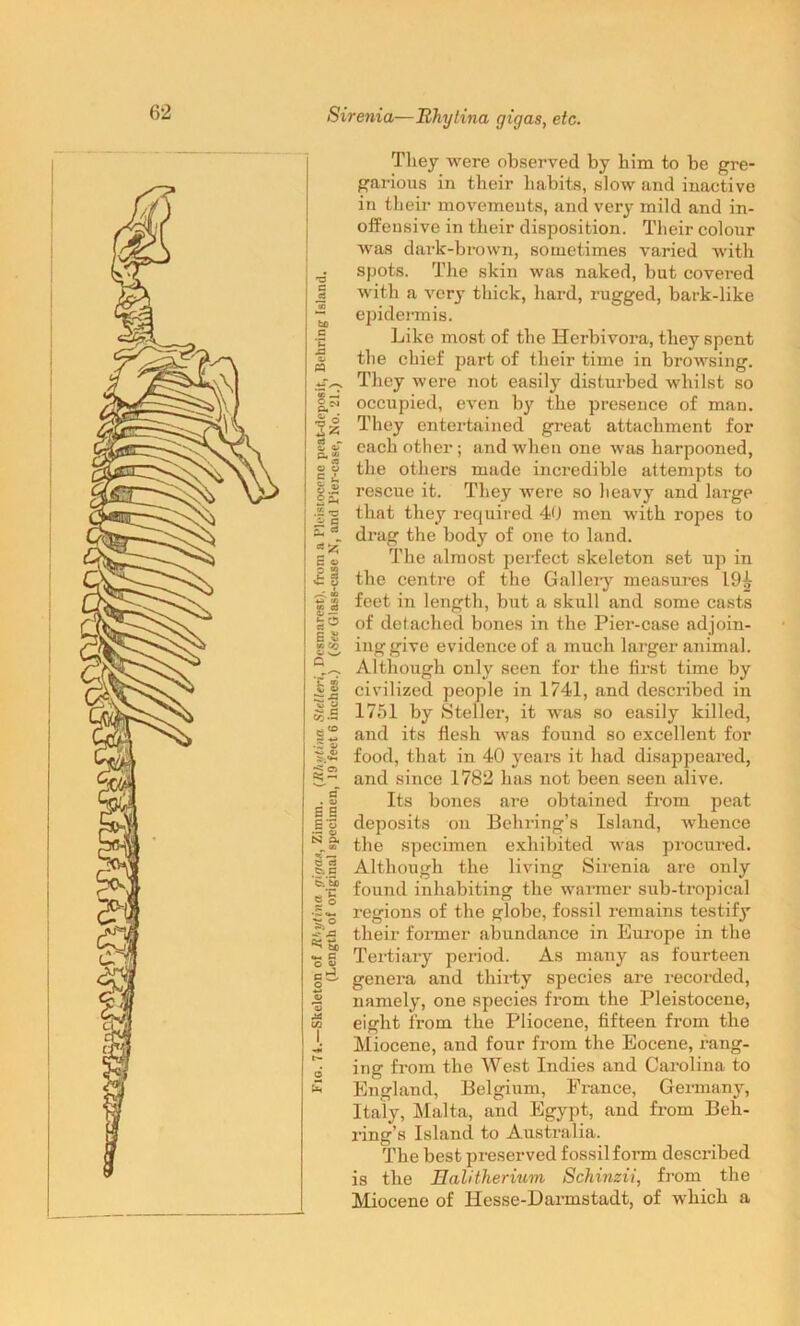 Sirenia—JRhylina gigas, etc. They were observed by bim to be gre- garious in their habits, slow and inactive in their movements, and very mild and in- offensive in their disposition. Their colour was dark-brown, sometimes varied with spots. The skin was naked, but covered with a very thick, hard, rugged, bark-like epidermis. Like most of the Herbivora, they spent the chief part of their time in browsing. They were not easily disturbed whilst so occupied, even by the presence of man. They entertained great attachment for each other; and when one was harpooned, the others made incredible attempts to rescue it. They were so heavy and large that they required 40 men with ropes to the specimen exhibited was procured. Although the living Sirenia are only found inhabiting the warmer sub-tropical regions of the globe, fossil remains testify their former abundance in Europe in the Tertiary period. As many as fourteen genera and thirty species are recorded, namely, one species from the Pleistocene, eight from the Pliocene, fifteen from the Miocene, and four from the Eocene, rang- ing from the West Indies and Carolina to England, Belgium, France, Germany, Italy, Malta, and Egypt, and from Beh- ring’s Island to Australia. The best preserved fossil form described is the Halitherium Schinzii, from the Miocene of Hesse-Darmstadt, of which a