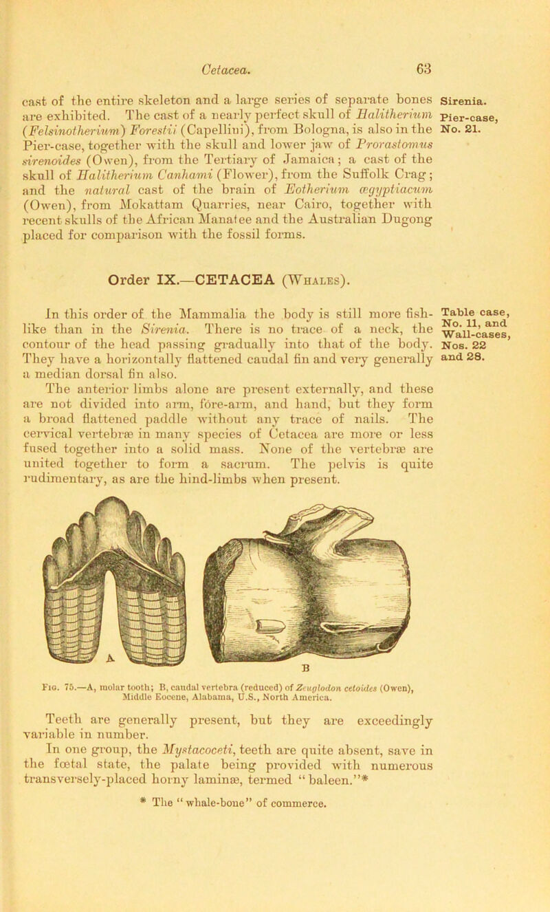 cast of the entire skeleton and a large series of separate bones are exhibited. The cast of a nearly perfect skull of Halitherium (Felsinotherium) Forestii (Capellini), from Bologna, is also in the Pier-case, together with the skull and lower jaw of Prorastovnis sirenoides (Owen), from the Tei-tiary of Jamaica; a cast of the skull of Halitherium Canliami (Flower), from the Suffolk Crag; and the natural cast of the brain of Eotherium wgyptiacum (Owen), from Mokattam Quarries, near Cairo, together with recent skulls of the African Manatee and the Australian Dugong placed for comparison with the fossil forms. Order IX.—CETACEA (Whales). In this order of the Mammalia the body is still more fish- like than in the Sirenia. There is no trace of a neck, the contour of the head passing gradually into that of the body. They have a horizontally flattened caudal fin and very generally a median dorsal fin also. The anterior limbs alone are present externally, and these are not divided into arm, fore-aim, and hand, but they form a broad flattened paddle wit bout any trace of nails. The cervical vertebrae in many species of Cetacea are more or less fused together into a solid mass. None of the vertebrae are united together to form a sacrum. The pelvis is quite rudimentary, as are the hind-limbs when present. Fig. 75.—A, molar tooth; B, caudal vertebra (reduced) of Zeuylodon cetoides (Owen), Middle Eocene, Alabama, U.S., North America. Teeth are generally present, but they are exceedingly variable in number. In one group, the Mystacoceti, teeth are quite absent, save in the foetal state, the palate being provided with numerous transversely-placed horny laminae, termed “baleen.”* * The “whale-bone” of commerce. Sirenia. Pier-case, No. 21. Table case, No. 11, and Wall-cases, Nos. 22 and 28.