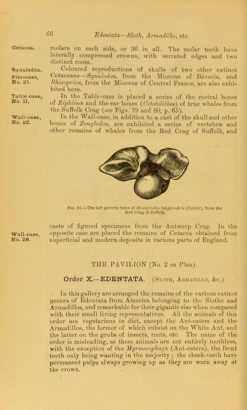 Squalodon. Pier-case, No. 21. Table-case, No. 11. Wall-case, No. 22. Wall-case, No. 28. 'G Edentata—Sloth, Armadillo, etc. molars on each side, or 36 in all. The molar teeth have laterally compressed crowns, with serrated edges and two distinct roots. Coloured reproductions of skulls of two other extinct Cetaceans—Squalodon, from the Miocene of Bavaria, and Hhizoprion, from the Miocene of Central France, are also exhi- bited here. . In the Table-case is placed a series of the rostral bones of Zi/phiincB and the ear bones (Cetotolithes) of true whales from the Suffolk Crag (see Figs.' 79 and 80, p. 65). In the Wall-case, in addition to a cast of the skull and other bones of Zeuijlodon, are exhibited a series of vertebra? and other remains of whales from the Red Crag of Suffolk, and Fig. 81.—The left periotic bone of Metoplodoix longiroatria (Cuvier), from the lied Crag of Suffolk. casts of figured specimens fi-om the Antwerp Crag. In the opposite case are placed the remains of Cetacea obtained from superficial and modern deposits in various parts of England. i THE PAVILION (No. 2 on Plan). Order X.—EDENTATA. (Sloth, Armadillo, Ac.) In this gallery are arranged the remains of the various extinct genera of Edentata from America belonging to the Sloths and Armadillos, and remarkable for their gigantic size when compared with their small living representatives. All the animals of this order are vegetarians in diet, except the Ant-eaters and the Armadillos, the former of which subsist on the White Ant. and the latter on the grubs of insects, roots, etc. The name of the order is misleading, as these animals are not entirely toothless, with the exception of the Myrmecophaya (Ant-eaters), the front teeth only being wanting in the majority ; the cheek-teeth have permanent pulps always growing up as they are worn away at the crown.