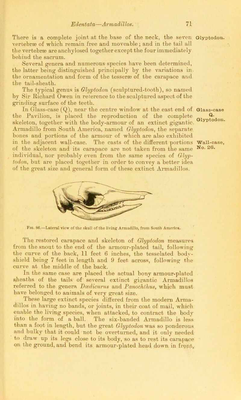 There is a complete joint at the base of the neck, the seven vertebrae of which remain free and moveable; and in the tail all the vertebrae are anchylosed together except the four immediately behind the sacrum. Several genera and numerous species have been determined, the latter being distinguished principally by the variations in the ornamentation and. form of the tesseras of the carapace and the tail-sheath. The typical genus is Glyptodon (sculptured-tooth), so named by Sir Richard Owen in relerence to the sculptured aspect of the grinding surface of the teeth. In Glass-case (Q), near the centre window at the east end of the Pavilion, is placed the reproduction of the complete skeleton, together with the body-armour of an extinct gigantic. Armadillo from South America, named Glyptodon, the separate bones and portions of the armour of which are also exhibited in the adjacent wall-case. The casts of the different portions of the skeleton and its carapace are not taken from the same individual, nor probably even from the same species of Glyp- todon, but are placed together in order to convey a better idea of the great size and general form of these extinct Armadillos. Fio. 86.—Lateral view of the skull of the living Armadillo, from South America. The restored carapace and skeleton of Glyptodon measures from the snout to the end of the armour-plated tail, following the curve of the back, 11 feet 6 inches, the tesselated body- shield being 7 feet in length and 9 feet across, following the curve at the middle of the back. In the same case are placed the actual bony armour-plated sjieaths of the tails of several extinct gigantic Armadillos referred to the genera. Dcedicurus and Panochthus, which must have belonged to animals of very great size. These large extinct species differed from the modem Arma- dillos in having no bands, or joints, in their coat of mail, which enable the living species, when attacked, to contract the body into the form of a ball. The six-banded Armadillo is less than a foot in length, but the great Glyptodon was so ponderous and bulky that it could not be overturned, and it only needed to draw up its legs close to its body, so as to rest its carapace on the ground, and bend its armour-plated head down in front, Glyptodon. Glass-case Q. Glyptodon. Wall-case, No. 26.