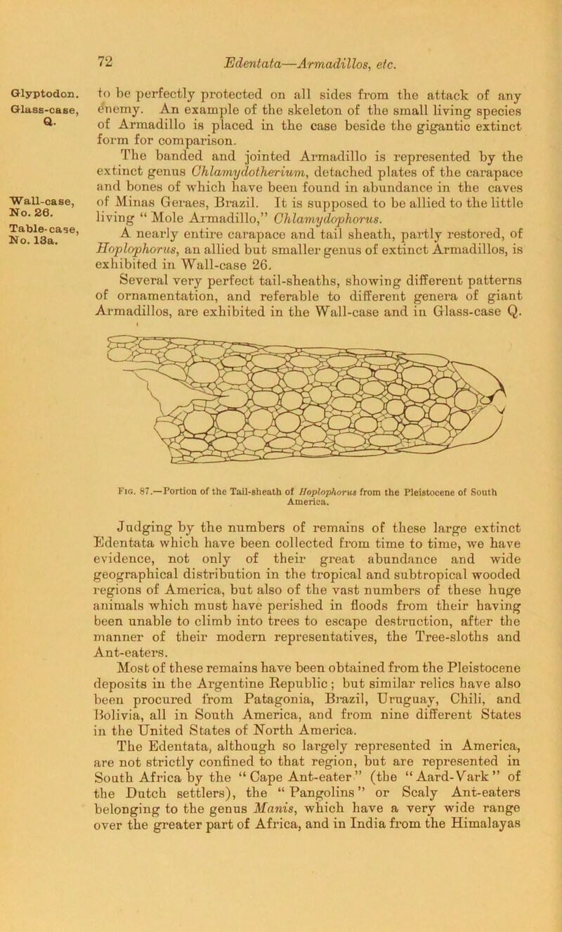 Glyptodon. Glass-case, Q. Wall-case, No. 26. Table-case, No. 13a. to be perfectly protected on all sides from tlie attack of any dnemy. An example of the skeleton of the small living species of Armadillo is placed in the case beside the gigantic extinct form for comparison. The banded and jointed Armadillo is represented by the extinct genus Ghlamydotherium, detached plates of the carapace and bones of which have been found in abundance in the caves of Minas Geraes, Brazil. It is supposed to be allied to the little living “ Mole Armadillo,” Chlamydophorus. A nearly entire carapace and tail sheath, partly restored, of Hoplophorus, an allied but smaller genus of extinct Armadillos, is exhibited in Wall-case 26. Several very perfect tail-sheaths, showing different patterns of ornamentation, and referable to different genera of giant Armadillos, are exhibited in the Wall-case and in Glass-case Q. Pig. 87.—Portion of the Tail-sheath of Hoplophorus from the Pleistocene of South America. Judging by the numbers of remains of these large extinct Edentata which have been collected from time to time, we have evidence, not only of their great abundance and wide geographical distribution in the tropical and subtropical wooded regions of America, but also of the vast numbers of these huge animals which must have perished in floods from their having been unable to climb into trees to escape destruction, after the manner of their modern representatives, the Tree-sloths and Ant-eaters. Most of these remains have been obtained from the Pleistocene deposits in the Argentine Republic ; but similar relics have also been procured from Patagonia, Brazil, Uruguay, Chili, and Bolivia, all in South America, and from nine different States in the United States of North America. The Edentata, although so largely represented in America, are not strictly confined to that region, but are represented in South Africa by the “ Cape Ant-eater ” (the “Aard-Vark” of the Dutch settlers), the “Pangolins” or Scaly Ant-eaters belonging to the genus Manis, which have a very wide range over the greater part of Africa, and in India from the Himalayas