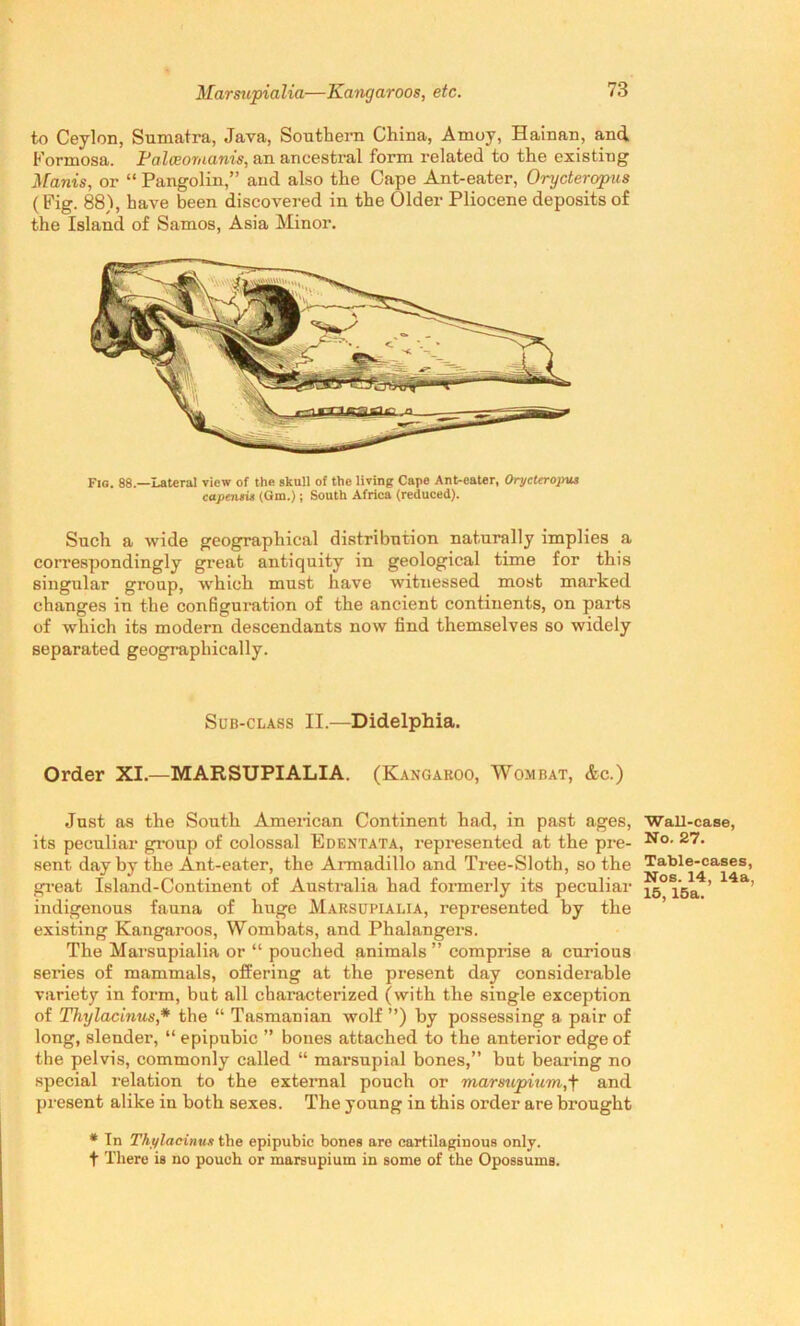 to Ceylon, Sumatra, Java, Southern China, Amoy, Hainan, and Formosa. Faloeornanis, an ancestral form related to the existing Manis, or “ Pangolin,” and also the Cape Ant-eater, Orycteropus (Fig. 88), have been discovered in the Older Pliocene deposits of the Island of Samos, Asia Minor. Fig. 88.—Lateral view of the skull of the living Cape Ant-eater, Orycteropus capensu (Gm.) j South Africa (reduced). Such a wide geographical distribution naturally implies a correspondingly great antiquity in geological time for this singular group, which must have witnessed most marked changes in the configuration of the ancient continents, on parts of which its modern descendants now find themselves so widely separated geographically. Sub-class II.—Didelphia. Order XI.—MARSUPIALIA. (Kangaroo, Wombat, &c.) Just as the South American Continent had, in past ages, its peculiar group of colossal Edentata, represented at the pre- sent day by the Ant-eater, the Armadillo and Tree-Sloth, so the great Island-Continent of Australia had formerly its peculiar indigenous fauna of huge Marsupialia, represented by the existing Kangaroos, Wombats, and Phalangers. The Marsupialia or “ pouched animals ” comprise a curious series of mammals, offering at the present day considerable variety in form, but all characterized (with the single exception of Thylacinus* the “ Tasmanian wolf ”) by possessing a pair of long, slender, “ epipubic ” bones attached to the anterior edge of the pelvis, commonly called “ marsupial bones,” but bearing no special relation to the external pouch or marsupium,\ and present alike in both sexes. The young in this order are brought * In Tht/lacinus the epipubic bones are cartilaginous only, f There is no pouch or marsupium in some of the Opossums. Wall-case, No. 27. Table-cases, Nos. 14, 14a, 15, 15a.