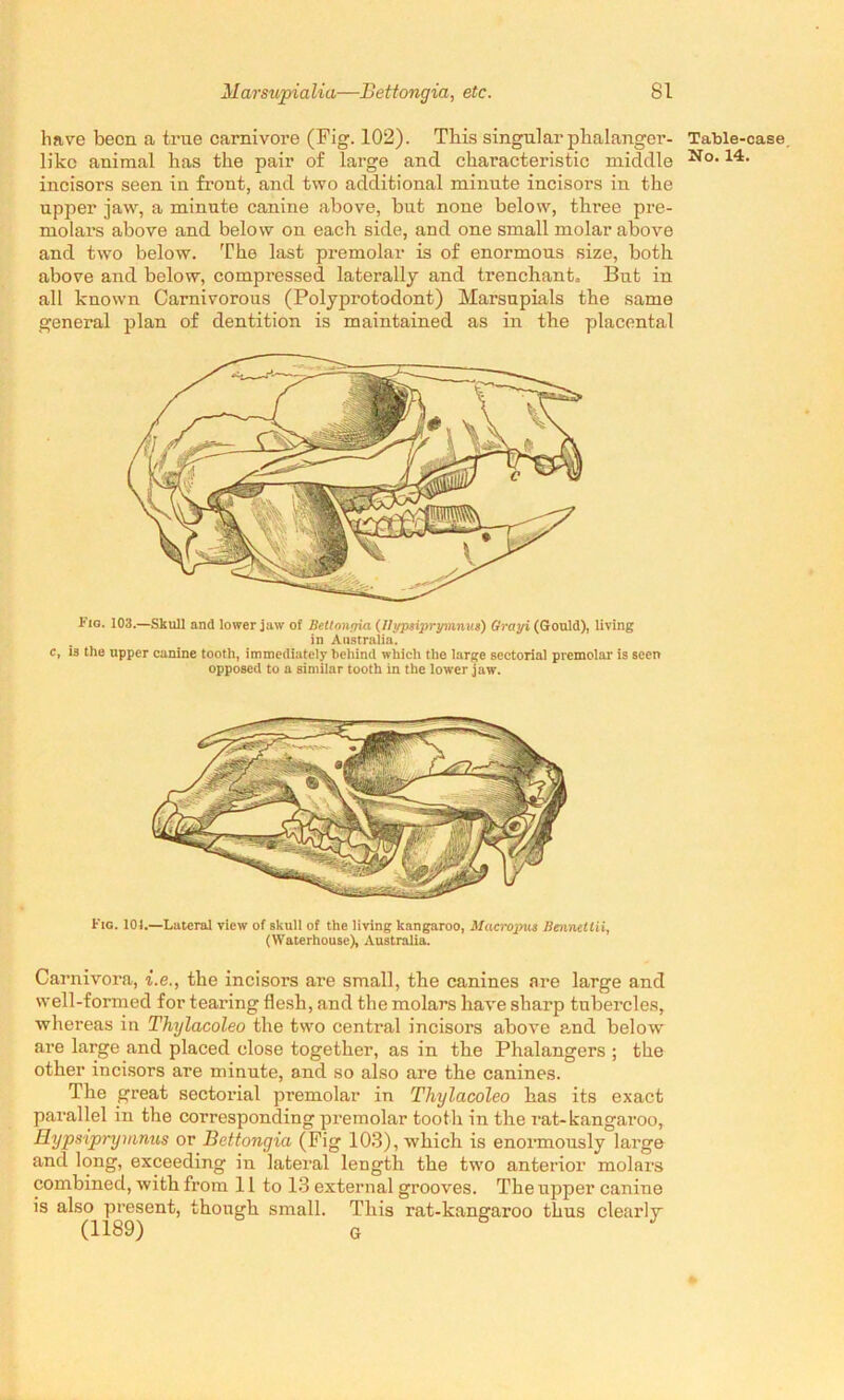 have been a true carnivore (Fig. 102). This singularphalanger- likc animal has the pair of large and characteristic middle incisors seen in front, and two additional minute incisors in the upper jaw, a minute canine above, but none below, three pre- molars above and below on each side, and one small molar above and two below. The last premolar is of enormous size, both above and below, compressed laterally and trenchant. But in all known Carnivorous (Polyprotodont) Marsupials the same general plan of dentition is maintained as in the placental Fig. 103.—Skull and lower jaw of Bettonr/ia (llypsiprymnus) Grayi (Gould), living in Australia. c, is the upper canine tooth, immediately behind which the large sectorial prcmolar is seen opposed to a similar tooth in the lower jaw. Fig. 101.—Lateral view of skull of the living kangaroo, Macropus Bennett ii, (Waterhouse), Australia. Carnivora, i.e., the incisoi’s are small, the canines are large and well-formed for tearing flesh, and the molars have sharp tubercles, whereas in Thylacoleo the two central incisors above and below are large and placed close together, as in the Phalangers ; the other incisors are minute, and so also are the canines. The great sectorial premolar in Thylacoleo has its exact parallel in the corresponding premolar tooth in the rat-kangaroo, Hypsiprymnus or Bettongia (Fig 103), which is enormously large and long, exceeding in lateral length the two anterior molars combined, with from 11 to 13 external grooves. The upper canine is also present, though small. This rat-kangaroo thus clearly (1189) G Table-case