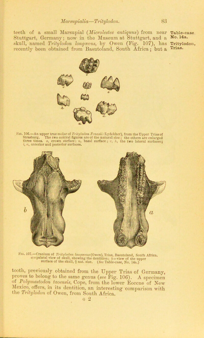 teeth of a small Marsupial (Microlestes antiquus) from near Stuttgart, Germany; now in the Museum at Stuttgart, and a skull, named Tritylodon longcevus, by Owen (Fig. 107), has recently been obtained from Basutoland, South Africa; but a Fig. 106.—An upper true molar of Tritylodon Fraanii (Lydekker), from the Upper Trias of Strasburg. The two central figures arc oi the natural size ; the others are enlarged three times, o, crown surface; tt, basal surface; r, A, the two lateral surfaces; i, «, anterior and posterior surfaces. Fig. 107.—Cranium of Tritylodon lonpcevtu (Owen), Trias, Basutoland, South Africa. «—palatal view of skull, showing the dentition; b — view of the upper surface of the skull, | nat. size. (See Table-case, No. 14a.) tooth, previously obtained from the Upper Trias of Germany, proves to belong to the same genus (see Fig. 106). A specimen of Polymastodon tcioensis, Cope, from the lower Eocene of New Mexico, offers, in its dentition, an interesting comparison with the Tritylodon of Owen, from South Africa. G 2 Table-case No. 14a. Tritylodon, Trias.