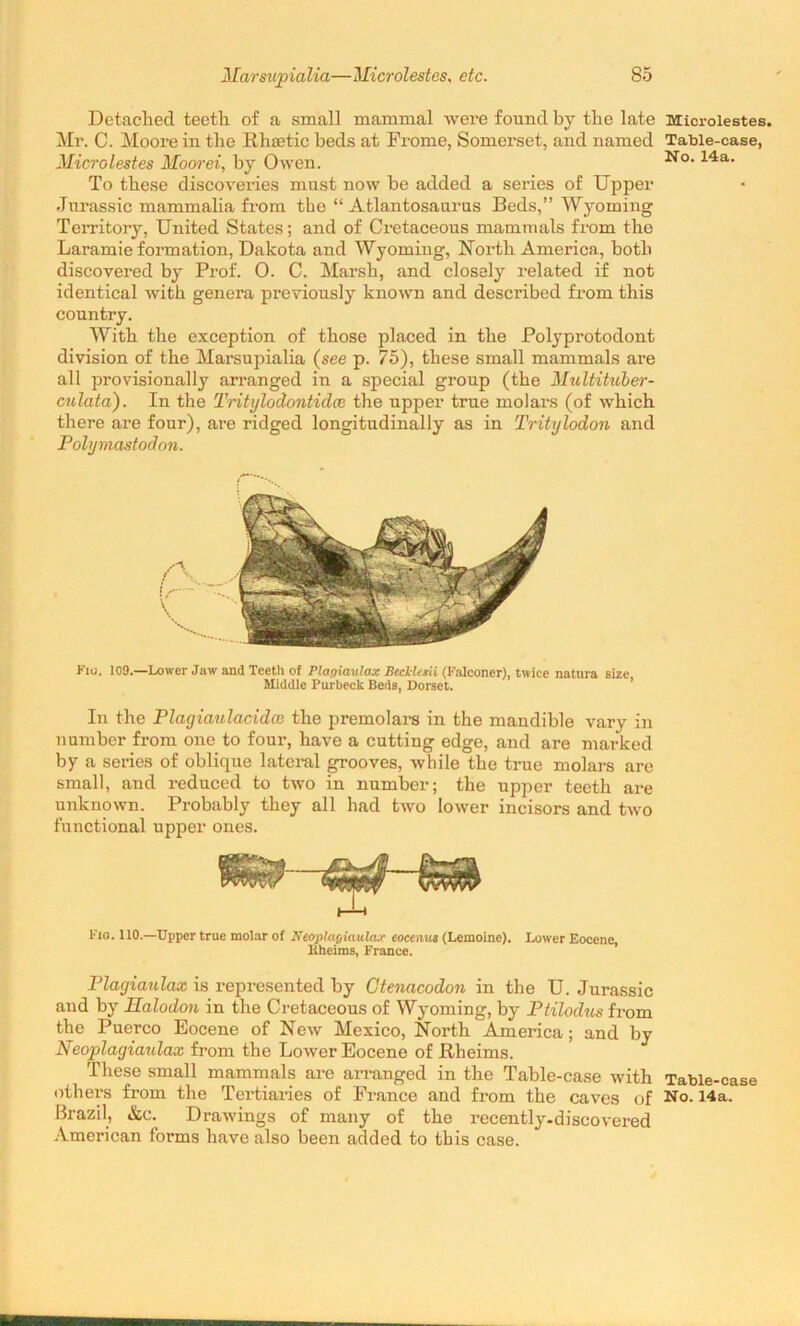 Detached teeth of a small mammal were found by the late Mr. C. Moore in the Rhsetic beds at Frome, Somerset, and named Microlestes Moorei, by Owen. To these discoveries must now be added a series of Upper Jurassic mammalia from the “ Atlantosaurus Beds,” Wyoming Territory, United States; and of Cretaceous mammals from the Laramie formation, Dakota and Wyoming, North America, both discovered by Prof. O. C. Marsh, and closely related if not identical with genera previously known and described from this country. With the exception of those placed in the Polyprotodont division of the Marsupialia (see p. 75), these small mammals are all provisionally arranged in a special group (the Multituber- culata). In the Tritylodontidce the upper true molars (of which there are four), are ridged longitudinally as in Tritylodon and Polymastodon. Fit!. 109.—Lower Jaw and Teeth of Plapiautax BeclUsii (Falconer), twice natura size, Middle Purbeck Beds, Dorset. In the Plagiaulacidce the premolars in the mandible vary in number from one to four, have a cutting edge, and are marked by a series of oblique lateral grooves, while the true molars are small, and reduced to two in number; the upper teeth are unknown. Probably they all had two lower incisors and two functional upper ones. Fig. 110.—Upper true molar of Neopla&iaulax eocentis (Lemoinc). Lower Eocene, llheims, France. Playiaulax is represented by Gtenacodon in the U. Jurassic and by Ilalodon in the Cretaceous of Wyoming, by Ptilodus from the Puerco Eocene of New Mexico, North America; and by Neoplagiaulax from the Lower Eocene of Rheims. These small mammals are arranged in the Table-case with others from the Tertiaries of France and from the caves of Brazil, &c. Drawings of many of the recently-discovered American forms have also been added to this case. Microlestes. Table-case, No. 14a. Table-case No. 14a.