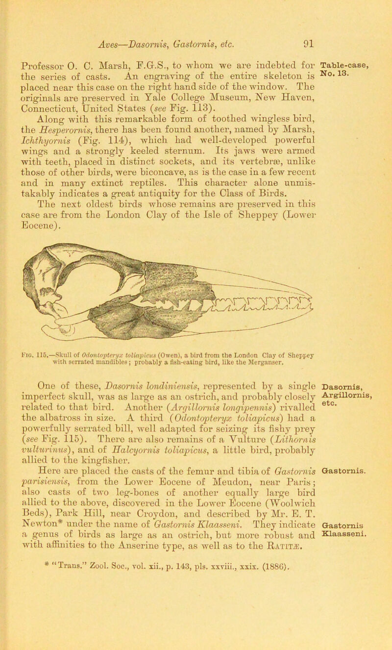 Professor 0. C. Marsh, F.Gr.S., to whom we are indebted for the series of casts. An engraving of the entire skeleton is placed near this case on the right hand side of the window. The originals are preserved in Yale College Museum, New Haven, Connecticut, United States (see Fig. 113). Along with this remarkable form of toothed wingless bird, the Hesperornis, there has been found another, named by Marsh, Ichthyornis (Fig. 114), which had well-developed powerful wings and a strongly keeled sternum. Its jaws were armed with teeth, placed in distinct sockets, and its vertebras, unlike those of other birds, were biconcave, as is the case in a few recent and in many extinct reptiles. This character alone unmis- takably indicates a great antiquity for the Class of Birds. The next oldest birds whose remains are preserved in this case are from the London Clay of the Isle of Slieppey (Lower Eocene). I'ig. 115,—Skull of Odontopteryx toliapicux (Owen), a bird from the London Clay of Slieppey with serrated mandibles ; probably a fish-eating bird, like the Merganser. One of these, Dasornis londiniensis, represented by a single imperfect skull, was as large as an ostrich, and probably closely related to that bird. Another (Arrjillornis lo7igipennis) rivalled the albatross in size. A third (Odontopteryx toliapicus) had a powerfully serrated bill, well adapted for seizing its fishy prey (see Fig. 115). There are also remains of a Vulture (Lit horn is vulturinus), and of Halcyornis toliapicus, a little bird, probably allied to the kingfisher. Here are placed the casts of the femur and tibia of Gastornis parisiensis, from the Lower Eocene of Meudon, near Paris; also casts of two leg-bones of another equally large bird allied to the above, discovered in the Lower Eocene (Woolwich Beds), Park Hill, near Croydon, and described by Mr. E. T. Newton* under the name of Gastornis Klaasseni. They indicate a genus of birds as large as an ostrich, but more robust and with affinities to the Anserine type, as well as to the Ratem:. Table-case, No. 13. Dasornis, Argillornis, etc. Gastornis. Gastornis Klaasseni. * Trans.” Zool. Soc., vol. xii., p. 143, pis. xxviii., xxix. (1886).