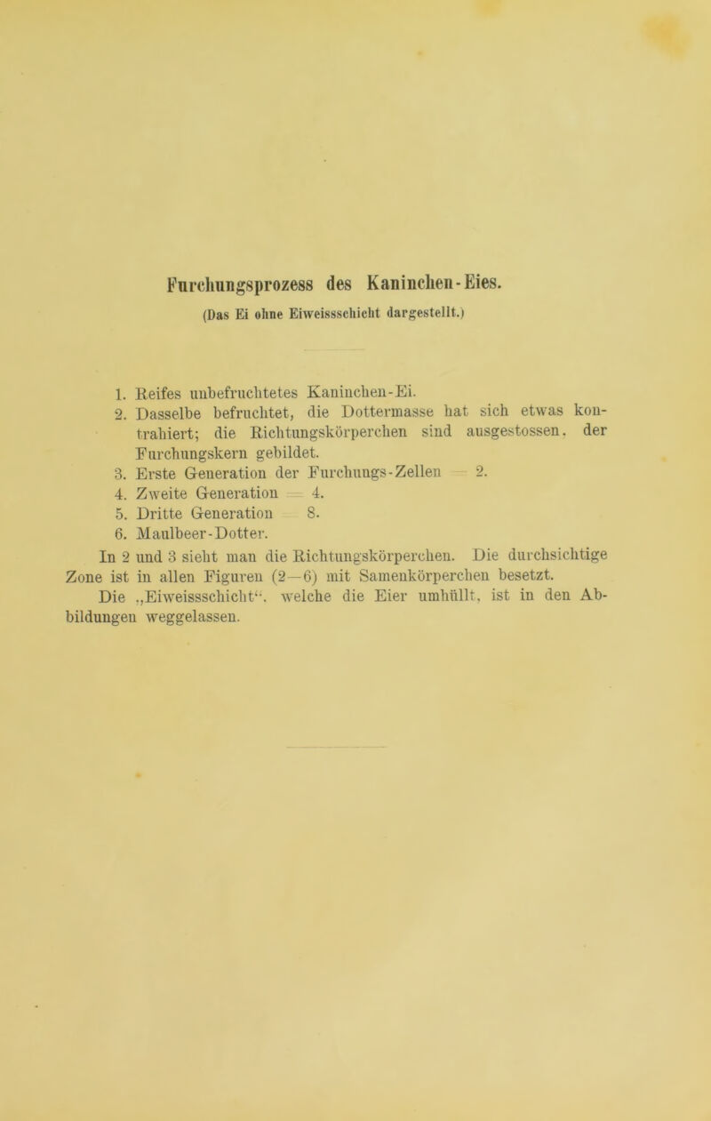 Fnrchungsprozess des Kaninchen-Eies. (Das Ei ohne Eiweissschicht dargestellt.) 1. Reifes uubefruclitetes Kaniuclieu-Ei. 2. Dasselbe befruchtet, die Dottermasse bat sich etwas kon- trahiert; die Richtimgskörperchen sind ausgestossen. der Furchungskern gebildet. 3. Erste Generation der Furchungs-Zellen 2. 4. Zweite Generation 4. 5. Dritte Generation 8. 6. Maulbeer-Dotter. In 2 und 3 sieht man die Richtungskörperchen. Die durchsichtige Zone ist in allen Figuren (2—6) mit Samenkörperchen besetzt. Die .,Eiweissschicht‘\ welche die Eier umhüllt, ist in den Ab- bildungen weggelassen.