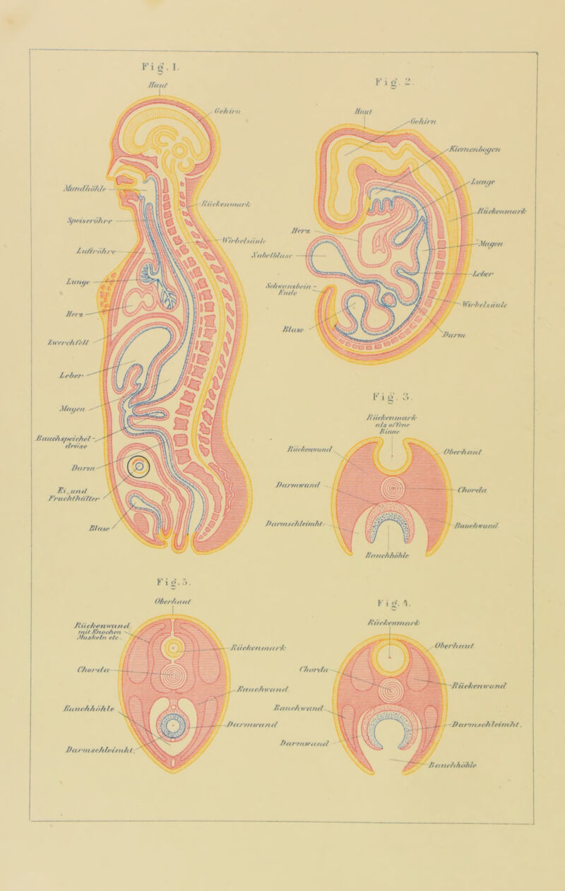 l“' i o’. I. ' (fvfiir/i MunMiihif Sf»ei\srröhre Lt(/h'öh/ Lutt^i Hft'% /iiWY/f/;»// // auti/t.t/»efc/icf fiffV.se Dor^rt T!i „u tut Blasf ^ ^ \^WiJ V i 0- . ü. Umt! Oehi/'n llri Vaf/rthta/n SfJtwti/iztti'iit /iHifv B/uac ' Hiidiciiituir/.' Miiqi-fi Wifhelsäu/e Bann [•’ i t>’. i >. /türArniiiii/'/,' a/tt o/Ytttr ft itinr ftiit /ry/ n'/tttt/ Pa/'ttnvand / /t({rrrtsv/i/efrn/tt•' (tt*rr'/ifiitt //futt'/i waru/ Pftttchhöhle II ii iPen ysittt <i mit ßTftoohrn Mush-ein etc - Chortfa -- B f*t(ttr/thah (e Da / •ttt^c/tlritN //1. /tacDvtt tun / */' ('htf/Hta ^ . Dattr/t\ranf( / , Daar/tM’attd ■Du/v/nra/id Da/v/uctt/td Ohcrhtntt ^D ürDrtt wa tat r' Dat’rtt.yc/tJetm/tt. /»ft rtr/ihohtt*