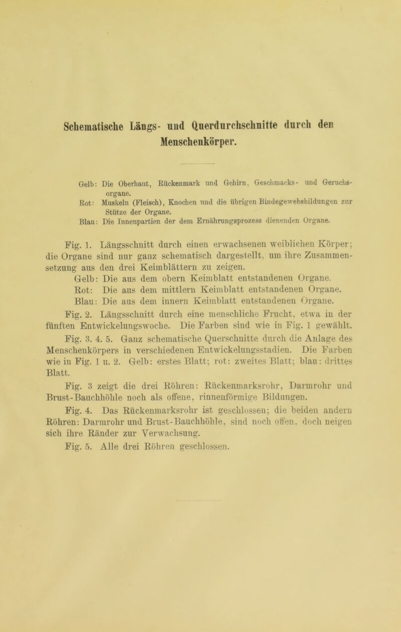 Schematische Längs- und Querdurchschnitte durch den Menschenkörper. Gelb: Die Oberhaut, Rückenmark und Gehirn, Geschmacks- und Geruchs- organe. Rot: Muskeln (Fleisch), Knochen und die übrigen Bindegewebsbildungen zur Stütze der Organe. Blau: Die Innenpartien der dem Ernährungsprozess dienenden Organe. Fig. 1. Längsschnitt durch einen erwachsenen Aveihlichen Körper; die Organe sind mir ganz schematisch dargestellt, um ihre Zusammen- setzung aus den drei Keimblättern zu zeigen. Gelb: Die aus dem ehern Keimblatt entstandenen (jrgane. Rot: Die aus dem mittleru Keimblatt entstandeiien Organe. Blau: Die aus dem innern Keimblatt eutstaudenen Organe. Fig. 2. Längsschnitt durch eine menschliche Frucht, etwa in der tiinlten Entwickelungswoche. Die Farben sind wie in Fig. 1 gewählt. Fig. 3. 4. 5. Ganz schematische Querschnitte durch die Anlage des Menschenkörpers in verschiedenen Entwickelungsstadien. Die Farben wie in Fig. 1 u. 2. Gelb: erstes Blatt; rot: zweites Blatt; blau: di-ittes Blatt. Fig. 3 zeigt die drei Röhren: Riickenmarksrohr, Darm rohr und Brust-Bauchhöhle noch als offene, rinnenförmige Bildungen. Fig. 4. Das Rückenmarksrohr ist geschlossen; die beiden andern Röhren: Darmrohr und Brust-Bauchhöhle, sind noch offen, doch neigen sich ihre Ränder zur Verwachsung.
