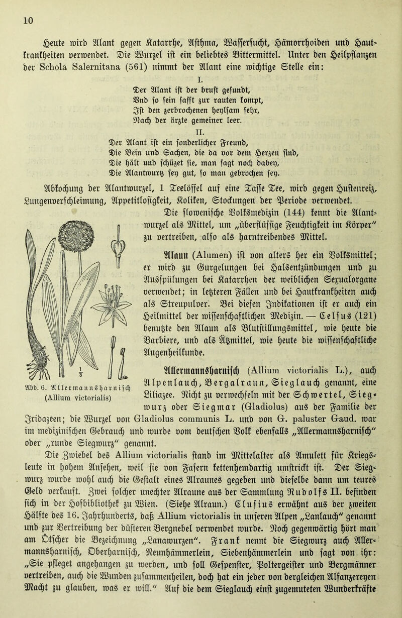 Heute roirb Sllant gegen $atarrtie, 2Xftt)ma, 2Bafferfu<$t, Hämorrlfoiben unb <gaut= franllfeiten oerroenbet. Sie Söurjel ift ein beliebte! S3ittermittel. Unter ben ^eüpflaTtgen ber Schola Salernitana (561) nimmt ber 2llant eine mistige ©teile ein: I. ®er 2Uant ift ber bruft gefunbt, SSnb fo fein fafft jur rauten lompt, 3ft ben ^erbrochenen betjlfatn fetjr, Vacf) ber ärgte gemeiner leer. II. 2>er Sllant ift ein fonberlidjer greunb, ®ie 93ein unb ©actjen, bie ba oor bem Herren finb, ®ie l)ält unb fcfjüjet fie, man fagt noch babei), 2)ie 2llantrourts fet) gut, fo man gebrochen fei). 2lbfocf)ung ber llantroursel, 1 Teelöffel auf eine Saffe See, rairb gegen Huftenreij, £uugenoerfcf)leimung, Slppetitlofigfeit, üolifen, ©tocfungen ber fßeriobe oerroenbet. Sie floroenifdfe Volf!mebijin (144) fennt bie 21£ant= rourjel al! SRittel, um „überflüffige geudfjtigfeit im Körper ju oertreiben, alfo al! ^arntreibenbe! 9Jlittel. 2llamt (Alamen) ift non alter! fjer ein Volf!mütel; er rairb ju ©urgetungen bei §al!ent^ünbungen unb ju 2lu!fpülungen bei Katarrhen ber roeiblicfien ©epualorgane nerroeubet; in legteren $äßen unb bei ^autfranffeiten audj al! ©treupuloer. Vei biefen $nbifationen ift er audj ein Heilmittel ber raiffenfdjaftUdjen SRebijin. — ©elfu! (121) betraute ben 2l(aun al! Vlutftillung!mittel, raie tjeute bie Varbiere, unb al! SÄgmittel, raie heute bie roiffenfdjaftlidfje Slugen^eilfttnbe. 2lllermann!l)aruif<f) (Allium victorialis L.), auch 2llpenlaucf),Vergalraun,©ieglaudfj genannt, eine Siliajee. ÜRiclit gu nerroec^feln mit ber ©djroertel, ©ieg* rourg ober ©i eg mar (Gladiolus) au! ber gamilie ber ^ribajeen; bie SBurjel non Gladiolus communis L. unb non G. paluster Gaud. roar im mebijinifc^en ©ebraudl) unb rourbe nom beutfcgen Voll ebenfall! ,,2tllermann!f)arnifcf) ober „runbe ©iegroitrj genannt. Sie Giebel be! Allium victorialis ftanb im 2Rittelalter al! 2lmulett für $rieg!* teute in IjoEjem Slnfeljen, roeil fie non gafern tettengembartig uniftricft ift. Ser ©ieg» raurj rourbe rooljl aud) bie ©eftalt eine! 2ltraune! gegeben unb biefelbe bann um teure! ©elb oerlauft. 3ract foldfjer unechter 2llraune au! ber Sammlung fftubolf! II. befinben fi<h in ber Hofbibliotlief ju SBien. (©iel)e 2Ilraun.) ßlufiu! erroäfmt au! ber jroeiten Hälfte be! 16. 3al)rf)unbert!, bag Allium victorialis in uuferen SUpen „Santaucf) genannt unb jur Vertreibung ber büfteren Vergnebel oerroenbet rourbe. üRodfj gegenwärtig hört man am Dtfd^er bie Verzeichnung „Sanarourgen. $ranl nennt bie ©iegrourj auch 2Itter= mannsljaruifd^, Oberljarnifd^, fReunljämmerlein, ©iebenfjämmerlein unb fagt non iE)r: ,,©ie pfleget angegangen ju roerben, unb fott ©efpenfter, fßoltergeifter unb Vergmänner oertreiben, auch bie SBunben äufamntenlieilen, bod^ hat ein jeber non begleichen Stlfanjerepen 2Rad^t ju glauben, roa! er roiff. 2luf bie bem ©ieglaucfj einft jugemuteten SBunberlräfte 9tbb. 6. Stllerntanu§l)aniif<f) (Allium victorialis)