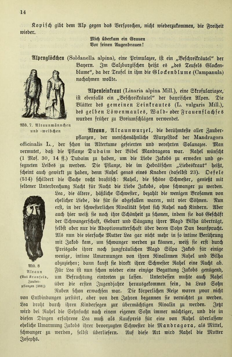 ßopifd) gibt bent 2Ilp gegen ba§ Besprechen, nicht roiebergufommen, bie greifet roieber. 2T2idE) überfam ein ©rauen SSor feinen Augenbrauen! 2llpeitglödc()en (Soldanella alpina), eine fßrimulagee, ift ein „Befdjreifräutel ber Bapern. %m ©algburgifdjen Reifet e3 „be3 Teufels ©lodern Blume, ba ber Teufel in ihm bie@lodenblume (Campanula) nachahmen rooHte. Sllfeenleinfraut (Linaria alpina Mill.), eine ©frofulariagee, ift ebenfalls ein „Befcbreifräutel ber baprifchen Stlpen. Sie Blätter be3 gemeinen Sein!rautet (L. vulgaris Mill.), beS gelben SöroenmauleS, 2ßalb = ober $rauenf lachfeS mürben früher gu Breiumfd) lägen oerroenbet. 9It>6. 7. 2Uraunmänncf)en itnb 'toeibiben 2llrautt, 21 Iraunjourgel, bie berübmtefte aber 3«uber= pfiangen, ber menfdjenäbnüdje SBurgelftod ber Mandragora officinalis L., ber fdjon im 2lttertume gefeierten unb oerehrten ©olanagee. SJtan oermutet, bafe bie fßflange Subaint ber Bibel SJtanbragora mar. Stabei roünfdbt (1 SJtof. 30, 14 ff.) Subaint gu fyabtn, um bie Siebe ^afobS gu erroeden unb ge= fegneten SeibeS gu werben. Sie fßflange, bie im <Qebräif<hen „SiebeSfraut Reifst, fdjeint audb geroirft gu haben, benn Stabei genas eines Knaben (bafelbft 23). Defele (514) fcbilbert bie ©ache recht braftifc^: Stahel, bie fdjöne ©chroefter, geniefet mit feltener Unterbrechung Stacht für Stacht bie Siebe ^afobS, ohne fchmanger gu roerben. Sea, bie ältere, häßliche ©chwefter, begabt bie roenigen Brofamen oon ehelicher Siebe, bie für fie abgefallen roaren, mit oier ©öhnen. Stun erft, in ber fcfjroefterlichen Stioalität fehnt fi<h Stahel nach Ambern. 2lber auch tner weife fie noch ihre Schönheit gu fronen, inbem fie ba§ ©efd&äft ber ©djroangerfchaft, ©eburt unb ©äugung ihrer SJtagb Bilha überträgt, felbft aber nur bie 2lboptiomutterf<haft über bereu ©obn San beanfprucht. 2113 nun bie oierfa<he SJtutter Sea gar nicht mehr in fo intime Berührung mit $a!ob fam, um fchmanger raerben gu fönnen, raeife fie erft burch fßreiSgabe ihrer noch jungfräulichen SJtagb ©itpa $afob für einige raenige, intime Umarmungen oon ihren Stioalinnen Stahel unb Bilha abjujiehen; bann fauft fte bireft ihrer ©chroefter Stahel eine Stacht ab. gür Sea ift nun fd)on roieber eine einzige Begattung 3;afobS genügenb, um Befruchtung eintreten gu laffen. Unterbeffen mufete auch Stahel über bie erften Qugenbjahre herauSgefommen fein, ba SeaS ©ohn Stuben fdjon erroachfen mar. Sie förperlichen Steife roaren groar nicht oon ©ntbinbungen gerftört, aber oon ben fahren begannen fie oernid)tet gu roerben. Sea brol)t burch ihren 5Unberfegen gur übermächtigen Stioalin gu roerben. ^efet toirb bei Stahel bie ©eljnfucht nach einem eigenen ©ohn immer mächtiger, unb bie in biefen Singen erfahrene Sea mufe als Kaufpreis für eine oon Stahel überlaffene eheliche Umarmung QafobS ihrer beoorgugten ©d^roefter bie SJtanbragora, als SJtittel, fchmanger gu roerben, felbft überliefern. 2luf biefe 2lrt roirb Stahel bie SJtutter 3ofeph3. STbb. 8 Stlraun (2Iu§ flronfelb, 3au6er= pflanjen [388])