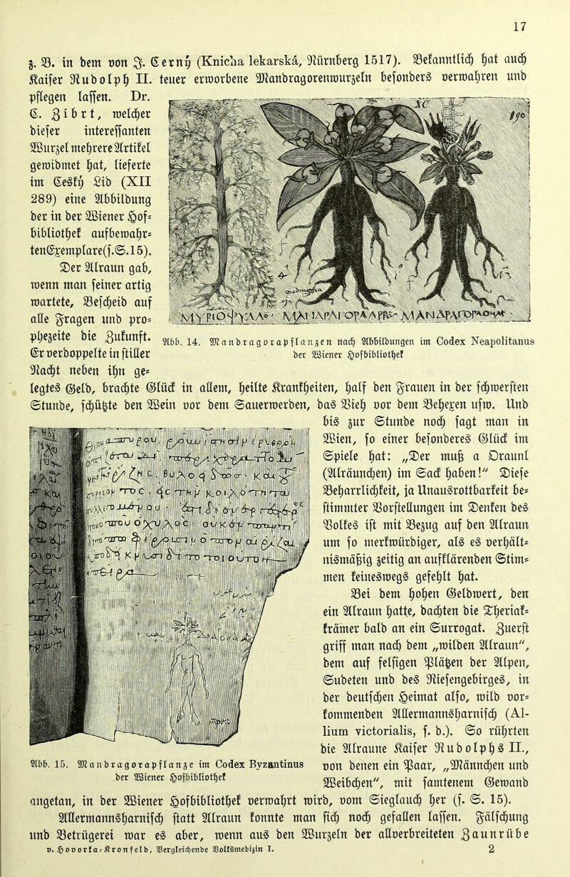 916b. 14. OTanbragorapflanäen nadj Stbbilbungen im Codex Neapolitanus ber SSiener §ofbibliotI)e! g. 33. in bem oon $. ßerng (Knicka lekarskä, Nürnberg 1517). Befanntlidj hflt auch Kaifer Stubolph H. teuer erworbene SOtanbragoreitwurgeln befonberg oerwahren unb pflegen laffen. Dr. (5. 3 i b r t, welker biefer intereffanten SBurgel mehrere Slrtif'el gewibmet hat, lieferte im (Seih) Sib (XII 289) eine 2lbbilbung ber in ber SBiener igof® bibliotljet aufbewahr® ten@pemplare(f.©.15). Ser 2ttraun gab, menn man feiner artig wartete, Befdjeib auf alle fragen unb pro® pljegeite bie 3ufunft. @r oerboppelte in ftiüer Stacht neben ihn ge® legtet ©elb, brachte ©lüd in allem, heilte Krankheiten, half ben grauen in ber fchwerfteit ©tunbe, fchü^te ben Sßein oor bem ©auerwerben, bag Bieh oor bem Behepen ufw. Unb big gur ©tunbe noch fagt man in SBien, fo einer befonbereg ©lüd im ©piele hat: „Ser muff a Draunl (Sllräundjen) im ©ad haben! Siefe Beharrlidffeit, ja Uuaugrottbarfeit be® ftimmter BorfteEungen im Seiden beg Bolfeg ift mit Begug auf ben 2llrauti um fo nterfwürbiger, alg eg oerhält® nigmäfng geitig an aufflärenben ©tim® men leiitegwegg gefehlt hat- Bei bem hohen ©elbwert, ben ein 2llraun hatte, bauten bie Sheriak® främer halb an ein ©urrogat. 3uerft griff man nach bem „wilben SUrauit, bem auf felfigen $tä£en ber llpen, ©ubeten unb beg Stiefengebirgeg, in ber beutfchen Heimat alfo, wilb oor® fommenben 2lHermanngharnifch (Al- lium victorialis, f. b.). ©o rührten bie Sllraune Kaifer Stubolph^H., oon beiten ein $ßaar, „-Dtännchen unb Sßeibchen, mit famtenem ©ewanb angetan, in ber Söiener <Qofbibliotl)ek oerwahrt wirb, oom ©ieglaud) her (f- <5- 15). 2lHermanngharnifch ftatt Sllraun tonnte man fidj nodj gefallen laffen. gälfdjuug unb Betrügerei war eg aber, wenn aug ben Sßurgeln ber alloerbreiteten 3aunrübe o. §o»ortasl?ronfelb, 33ergletcf)enbe SSottSmebijin I. 2 9Ibb. 15. aKaitbragorapflange im Codex Byzantinus ber ÜSiener §ofbib!iotf)e!