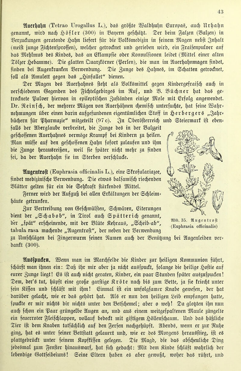 2luerl)al)U (Tetrao Urogallus L.), baS größte döalbljufm Europa?, aucf) llrljaljn genannt, wirb nat Q öfter (300) in kapern gefd^ä^t. Ser beim Malten (Valjen) in Verödungen geratenbe £>af)n liefert für bie VolfSntebijin in feinem dliagen nebft Mnljalt (tneift junge gittenfproffen), melier getrodnet unb gerieben roirb, ein graifenpnlner auf baS dJJeljlmuS beS $inbeS, baS an ©Uampfie ober ^oitoulfionen leibet (Mittel einer alten Söljer <gebamme). Sie glatten Quar^förner (perlen), bie man im 2lnerl)aljnmagen finbet, finben bei Slugenfranfeu Verroenbung. Sie 3un3e igaljneS, im ©Ratten getrodnet, fod als Slmulett gegen baS „iginfadet bienen. Ser dJiageit beS 2luerf)af)neS fteljt als VolfSmittel gegen SUnbergefraift aud) in oerftiebenen ©egenben beS Mittelgebirges im diuf, unb 23. Vüdjner l;at baS ge= trodnete ^ltloer l)ieroon in epileptiften 3uftänben einige dftale mit Erfolg angemenbet. Dr. dteinft, ber mehrere ddägen non 24uert)äl;nen cfjentift unterfutte, l;at feine 2Sal;r= nefntungen über einen barin aufgefunbenen eigentümlidjen Stoff in igerbergerS „3al)r= bücfiern für ^tarmasie mitgeteilt (97 c). 3« Dberöfterreid) unb ©teiermarf ift eben- falls ber Slberglaube oerbreitet, bie 3unge beS in ber Valjjeit geftoffenen 2luerf)af)neS oermöge Krampf bei JUnbern 511 feilen, dftan miiffe auf ben gefdjoffenen tgafjn fofort julaufen unb iljnt bie 3unge ^erauSreifgen, meil fie fpäter nid^t mefjr 51t finben fei, ba ber Sluerljafm fie im ©terbeu oerfdjlude. Slugentroft (Euphrasia officinalis L.), eine ©frofulariajee, finbet mebijinifte Verroenbung. Sie etroaS balfamift rietenben Vlätter gelten für ein bie ©eljfraft ftärfenbeS dliittel. ferner roirb ber Slufguf bei adelt ©rfältungen ber ©tleim= l)äute getrunfen. 3ur Vertreibung oon ©eftroülften, ©troären, ©iterungen bient ber „©tadob, in Sirol aud) ©pätterit genannt, ber „fpät erfteinenbe, mit ber Vliite 5lef)rauS, „©djeibmb, tabula rasa matenbe „Slugentroft, ber neben ber Verroenbung 31t Umftlägen bei Mingerrourm feinen dlanten aut ber Venüfsung bei Slugenleibeit oer= banft (300). 2tb£>. 35. St u g e n t r o ft (Euphrasia officinalis) SlilSfpittfen. Sßenn man im dJtartfelbe bie Hinber jur Ijeiligen Kommunion füljrt, ftärft man iljnen ein: Saf ifjr mir aber ja nitt auSfpudt, folange bie Ijeilige <goftie auf eurer 3unge liegt! ©S ift aut nitt geraten, ^iitber, ein paar ©tunben fpäter auSpfpudeit! Sem, ber’S tut, Ijüpft eine grofe garftige Jlröte nad) bis pm Vette, ja fie friett unter fein JUffen unb ftläft mit ifjm! ©inmal ift ein unfotgfamer itnabe geroefen, ber fjat baritber gelatb roie er baS geljört Ijat. 2l(S er nun ben ^eiligen £eib empfangen fjatte, fpudte er mir nitt3 bir nittS unter ben Vetftemel; aber 0 roef)! Sa glofsten ifjn nun aud; ft°n ein ^3aar grüngelbe Singen an, unb aus einem roeitgefpaltenen dJlaule jüngelte ein feuerroter Mleiftlappen, trodauf bebedt mit giftigem fgödenftaunt. Unb baS fjäfjlite Sier ift beut Knaben tatfädjlit auf ben Merfen natgefjiipft. SlbenbS, roenit er gur diulje ging, fjat eS unter feiner Vettftatt gelauert unb, roie er beS dltorgenS IjerauSftieg, ift eS plattgebrüdt unter feinem ßopffiffen gelegen. Sie ddiagb, bie baS abfteulite Sing jebeSmal pm genfter fjinauSroarf, fjat fit gebatt: 5Dlit beut Äinbe fcC;läft roafjrlit ber lebenbige ©ottfeibeiunS! ©eine ©Itern faben eS aber gerauft, rooljer baS ri'djrt, unb