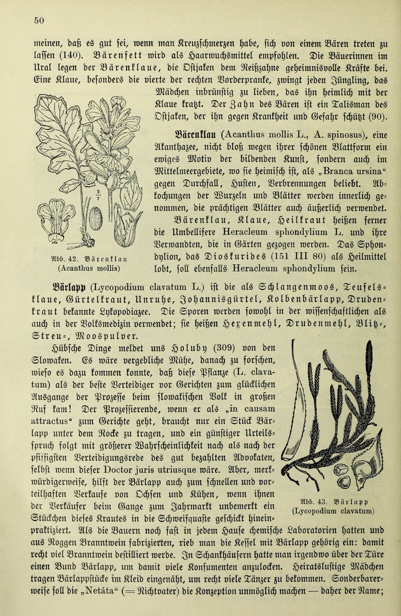 meinen, baff eg gut fei, wenn man Hreujfdhmerjen habe, fidj non einem Sären treten ju taffen (140). 33ärenfett roirb atg <gaarwud)gmittel empfohlen. Die Säuerinnen im Ural legen ber Sären flaue, bie Dftfafen bem dteifeatjne geheimnignolle Kräfte bei. @ine Htaue, befonberg bie nierte ber regten Sorberprattfe, jrcingt jeben Jüngling, bag 9Jtäbd)en inbrünftig ju Heben, bag ihn fjeimlicf) mit ber Htaue fra|t. Der 3ah n beg Sären ift ein Datigman beg Dftfafen, ber itm gegen Hranftjeit unb ©efahr fdjüfet (90). Särenflau (Acanthus mollis L., A. spinosus), eine Stfanttjajee, nid^t btojj megen ihrer frönen Stattform ein ewigeg 9Jtotin ber bilbenben Hunft, fonbern and) im ■Stittelmeergebiete, roo fie tfehnifcf) ift, atg „Branca ursina“ gegen Durchfall, duften, Serbrennungen beliebt. 2lb= fochuitgeit ber SBurjetn unb Stätter merben innerlich ge= nommen, bie prächtigen Stätter auch äußerlich nerwenbet. Särenftau, Htaue, <geüfraut ^ei^en ferner bie Umbettifere Heracleum sphondylium L. unb ihre Serwanbten, bie in ©ärten gezogen werben. Dag ©phorn bplion, bag Diogfuribeg (151 III 80) atg <Qeilmittet tobt, fott ebenfalls Heracleum sphondylium fein. SärlapJ) (Lycopodium clavatum L.) ift bie atg ©chtangenmoog, Deufetg* flaue, ©ürtelfraut, Unruhe, ^yoIjanniSgürtel, Hotbenbärlapp, Drüben* fr aut befannte Spfopobiajee. Die ©poren werben fowotjt in ber wiffenfchafttidjen atg auch in ber Sotfgmebijin nerwenbet; fie f>ei^en tgepenmehf/ Drüben nt etil, S t i =, ©treu = , SJtoogput ner. <gübfd)e Dinge metbet ung iQotubt) (809) non ben ©towafen. @g wäre nergebtidje SJtühe, banach ju forfdfen, wiefo eg baju fommen fonnte, bajj biefe ißftanje (L. clava- tum) atg ber befte Serteibiger oor ©eriä)ten jum gtüdticfjen 2tuggange ber ^ßrojeffe beim ftowafifdjen Sotf in großen 9tuf fam! Der Sßrojeffierenbe, wenn er atg „in causam attractus“ gum ©eridhte geht, braucht nur ein ©tücf Sär= tapp unter bem dtode ju tragen, unb ein giinftiger Urteilg= fpritclj folgt mit größerer 2ßahrfd)eintidjfeit nach atg nadh ber pfiffigften Serteibigunggrebe beg gut bezahlten Slbnofaten, felbft wenn biefer Doctor juris utriusque wäre. 2Iber, merf= würbigerweife, hilft ber Särtapp auch jum fchnetlen unb nor= teithaften Serfaufe non Ddhfen unb Hüben, wenn ihnen ber Serfäufer beim ©ange gurn ^ahrmarft itnbemerft ein ©tüdchen biefeg Hrauteg in bie ©dhweifquafte gefdpdt hinein* praftijiert. Sttg bie Säuern noch faft in febent §aufe chemifche Saboratorien hatten unb aug dtoggen Sranntwein fabrijietten, rieb man bie Heffet mit Särtapp gehörig ein: bamit recht niet Sranntwein beftittiert werbe, 3n ©djanfhäufern hatte man irgenbwo über ber Düre einen Sunb Särtapp, um bamit niete Honfumenten anjutoden. tgeiratgtuftige -Stäbchen tragen Särtappftiide im Hteib eingenäht, um recht niete Dänjer §u befotnmen. ©onberbarer* weife fott bie „Netäta“ (= Utid)toater) bie Honjeption unmögtidh machen — baher ber ittame; 9lbb. 42. 58 ä x e n ! I a u (Acanthus mollis)