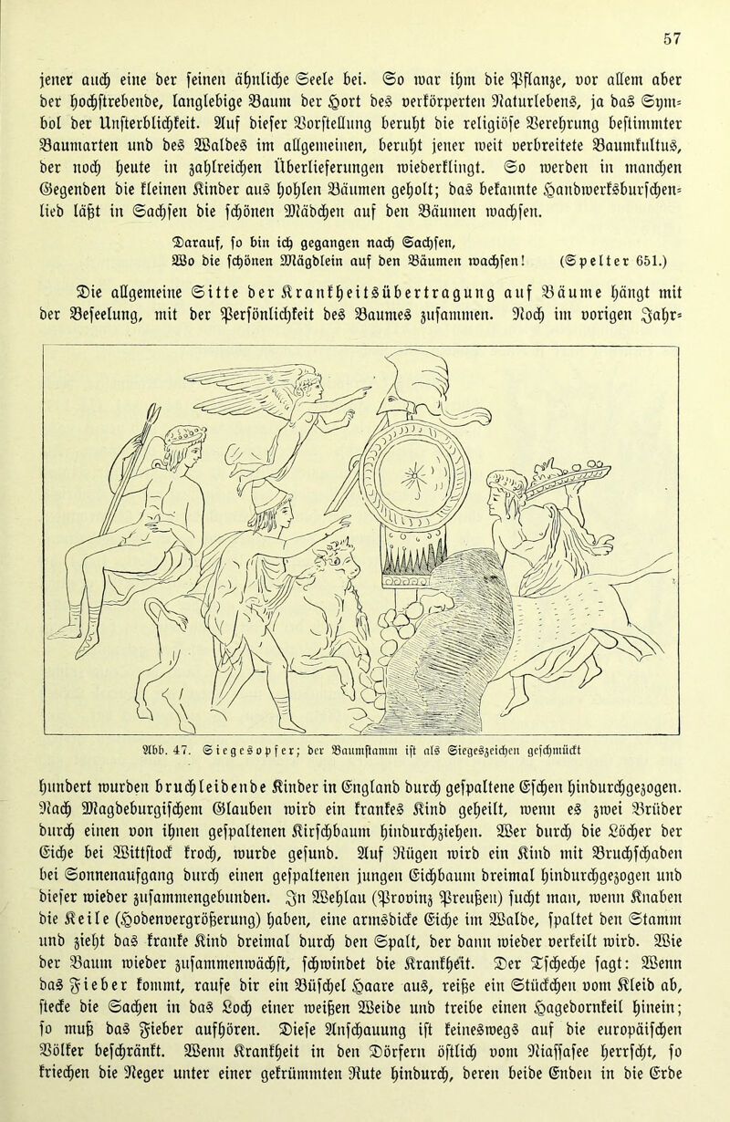 jener audfj eine ber [einen ätptlictje ©eele bei. ©o mar itjrn bie ^ftanje, uor allem aber ber t)oct)ftrebenbe, langlebige Saum ber igort be§ oertörperten 9taturteben§, ja ba§ ©gm* bot ber Unfterbtidfjfeit. Stuf biefer 33orfteCtung beruht bie religiöfe Seretjrung beftimmter Saumarten unb be§ SBalbeS im allgemeinen, beruht jener raeit oerbreitete Saumfultuä, ber nodf) tjeute in jatjtreidjen Übertiefernngen roieberflingt. ©o raerben in manchen ©egenben bie fteinen ^inber au§ tjot)len Säumen geholt; ba§ befaunte <ganbroert£burfdf)en* Heb läjjt in ©actjfen bie frönen SJiäbäjen auf beit Säumen roacfifeu. darauf, fo bin id) gegangen nach Sadjfett, 2Bo bie fdjönen Stägblein auf ben SBaumen roacbfen! (Spetter 651.) SDie allgemeine ©itte ber^ranftjeitäübertragung auf Säume tjäugt mit ber Sefeetung, mit ber ^erföntidjfeit be3 Sauntet jufamnten. 9tocf) im oorigen $at)r* tjimbert mürben brud^teibenbe $inber in ©ngtanb burcf) gefpattene (Sfc^en f)inburc£)gejogen. Stadt) 3Jtagbeburgifdf)em ©tauben mirb ein trautet ^inb getjeitt, roenit e§ jroei Srüber burct) einen oon ifjnen gefpattenen ßirfdfjbaunt f)iuburcf)jief)en. 2Ber bitrd^ bie £öcf)er ber (5ict)e bei SBittftocf frod^, mürbe gefunb. Stuf Stügen mirb ein Jtinb mit Srudf)fcf)aben bei Sonnenaufgang bnrdt) einen gefpattenen jungen @tdf)baum breimat tiinburd^gejogeu unb biefer roieber äufammengebunben. $n Söetjtau (^roüinj ^reufjeu) fudfjt man, menn Knaben bie & eite Ogobenoergröfjerung) tjaben, eine arntgbkfe (Sidje im Sßatbe, fpattet ben ©tamnt unb jietjt ba§ traute 5tinb breimat burct) ben ©patt, ber bann mieber »erteilt mirb. SBie ber Saum roieber äufammenroädfift, fcfjroinbet bie $ranff)e'it. ®er Sfcfjecfje fagt: Söenn ba§ lieber fommt, raufe bir ein SüfcEiet igaare au§, reifte ein ©tücfctjeu uom $teib ab, ftecte bie ©actjen in ba§ £odf) einer meinen SBeibe unb treibe einen igagebornfeit fjinein; fo muff ba§ gieber auftjören. SDiefe Slnfdtmuung ift feineäroegS auf bie europäifdtjen Sölfer befdjränft. 2Benn $ranff»eit in ben Dörfern öfttict) oont Stiaffafee t;errfcf)t, fo frieren bie Steger unter einer gefrümmten Stute tjinburcfj, bereu beibe (Snben in bie @rbe