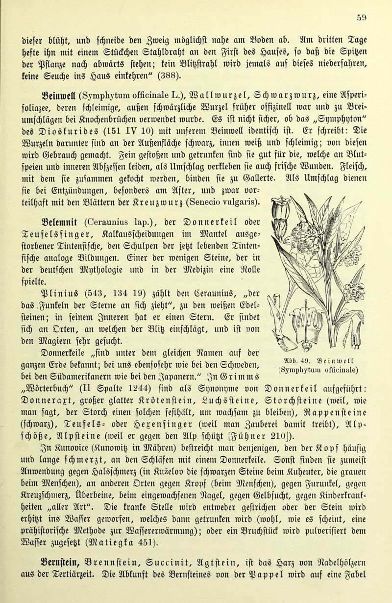 biefer blülit, unb fdpieibe beit groeig inögtid)ft itafie am 23oben ab. 2lnt brüten Sage fjefte ifjn mit einem ©tiidcfien ©tal)lbraf)t an ben girft beS igaufeS, fo baj) bie ©pi&en ber ^flanje nacf) abroärtS fielen; teilt 33li^ftraE)t roirb jemals auf biefeS nieberfaljren, feine ©eucfie ins igauS einfefiren (388). 23ciiituctt (SymphytumofficinaleL.), SBallrourjel, ©djroarjrourä, eine 2lfperi= foliajee, bereit fc^leintige, aufjen fdjroärälidje SBurjet früher offigineU mar unb ju 23rei* umjcfilägett bei ^itodjenbrüdjeti oerroenbet mürbe. @S ift nicf)t fieser, ob baS „©i;ntpl)i)ton beS SioSfuribeS (151 IV 10) mit unferent 33einroeH ibentifd^ ift. ©r fc^reibt: Sie SBurjeln barunter fiitb an ber 2Xu^enftäc^e fdjroars, innen roeifj unb fct)leimig; ooit biefen rairb ©ebraud) gemalt, gein geflogen unb getrunfen finb fie gut für bie, raeldje an 33lut= fpeien unb inneren 2lbfjeffen leiben, als Umfdüag oerfleben fie auef) frifc^e 2ßunben. $leifcf), mit bent fie jufatttmeit gefodjt roerbeit, binbett fie ju ©alterte. 2ltS Umfc^lag bienen fie bei ©ntjünbungen, befoitberS am Stfter, unb jroar oor= teilfjaft mit ben blättern ber ßreuätourj (Senecio vulgaris). üßelenuiit (Ceraunius lap.), ber So tuterfeil ober SeufelSf ütger, ^alfauSfcfieibuugen im SJtantet auSge= ftorbener Sintenfifcfie, ben ©djulpen ber jefct lebenben Sinten= fifdEje analoge Gilbungen, ©iner ber raenigeit ©teine, ber in ber beutfdfjeit 3Jtptt)ologie unb in ber fDtebijiit eine Diode fpielte. ipiitliuS (543, 134 19) gä^lt ben ©erauuiuS, „ber baS .gunfein ber ©terne an fiel) giet;t, ju ben roeifjen ©bet= fteinett; in feinem inneren fiat er einen ©tern. ©r finbet fiel) an Orten, ait melden ber 23li^ einfd^lägt, unb ift non ben DJiagiertt fefir gefudit. Sontterfeüe „finb unter beitt gleichen Diamett auf ber ganjen ©rbe befannt; bei uns ebenfofeljr roie bei ben ©diroebeit, bei ben ©übamerifanern roie bei ben Japanern. gn ©rintntS „SBörterbud) (II ©patte 1244) finb als ©pnonpme non Sonn er feil aufgefiiljrt: Sonnera^t, großer glatter ^rötenftein, SudfiSfteine, ©tordfjfteine (weil, roie man fagt, ber ©torct) einen folgen fefttjält, um roacfifatn ju bleiben), dtappenfteine (fdfnoarj), SeufelS = ober (gegenfinger (weil man $auberei bamit treibt), 311p = fdtjöfje, Sllpfteine (roeil er gegen ben Slip fcfpitü [güfnter 210J). gn <Runooice (üunoroi^ in fütätiren) beftreiefü man beitjettigen, ben berEopf fjäufig unb lange fdjmergt, an ben ©cfjläfen mit einem Sonnerfeile. ©onft ftnbeit fie jumeift 2lnroenbung gegen ^alSfcfmterg (in JÜtzeloo bie fd^roarjeit ©teine beim üulieuter, bie grauen beim 9Jtenfdfjen), an aitberen Orten gegen Stropf (beim 9)tenfcf)en), gegen gurunfel, gegen ^reujfcfiiiterg, Überbeine, beim eingeroaclifetten DIagel, gegen ©elbfud^t, gegen 5linberfranf= feiten „aller 2lrt. Sie tränte ©teile roirb entroeber geftric^en ober ber ©tein roirb erf)t§t ins 2Baffer geworfen, roeldjeS bann getrunfen roirb (roo£)l, roie eS fc^eint, eine präEiiftorifd^e 2Jietf)obe jur Sßaffererroärmung); ober ein 23rud()fiüd roirb puloerifiert bem Sßaffer gugefe^t (3Jtatiegfa 451). Sernftein, 53 renn ft ein, ©uccinit, 21 gt ft ein, ift baS (garj oon Dlabelfiölgeru aus ber Sertiärjeit. Sie SIbfunft beS 53ernfteineS oon ber Rappel roirb auf eine gäbet 2lbö. 49. 33 e in W eil (Symphytum officinale)